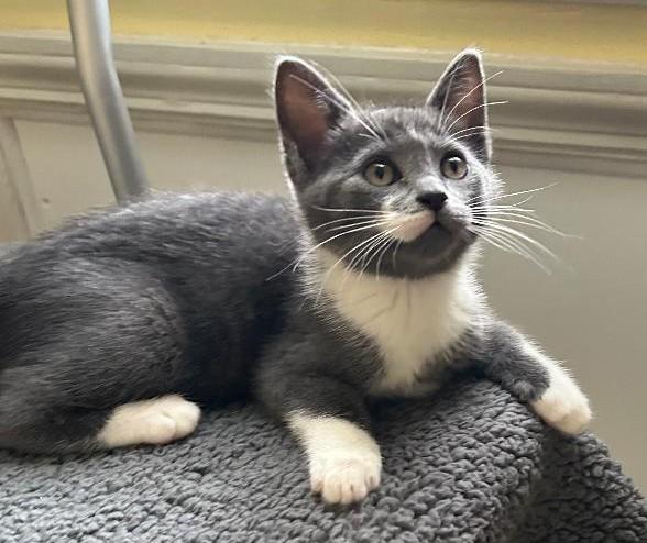 Enlarge Pearl, a Adoptable Domestic Short Hair in Sayreville, NJ image 1/2