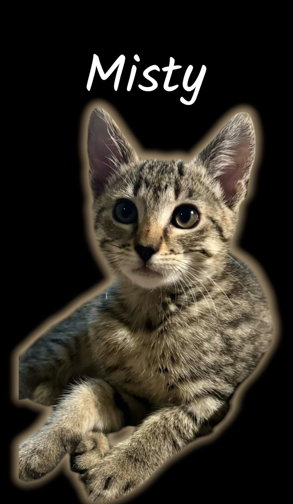 Enlarge Misty, a Adoptable Domestic Short Hair in Auburn, CA image 1/1