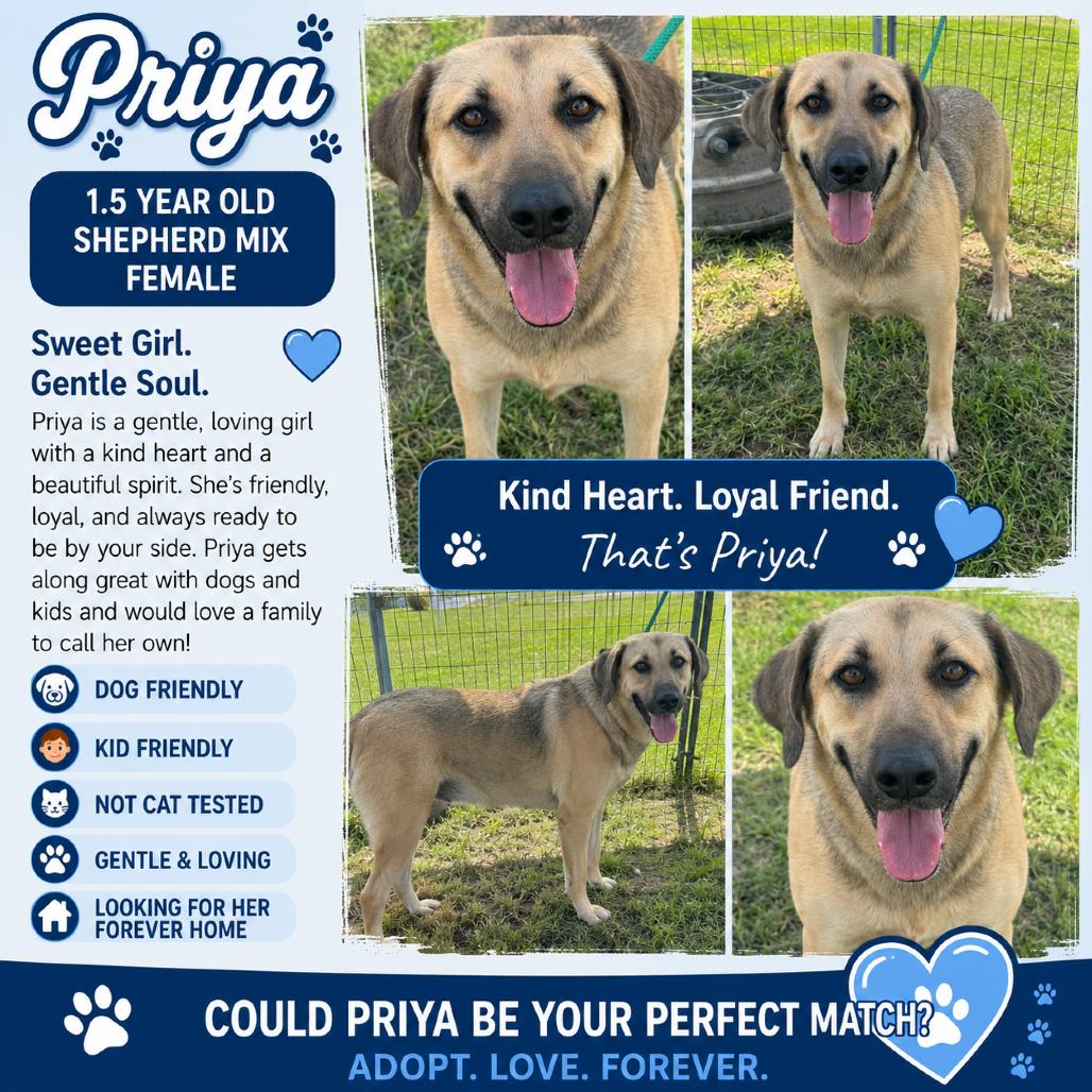 Priya, a Adoptable Shepherd in Sydney Mines , NS image 2/6