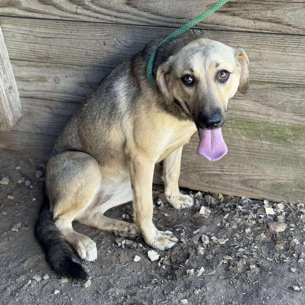 Priya, a Adoptable Shepherd in Sydney Mines , NS image 3/6