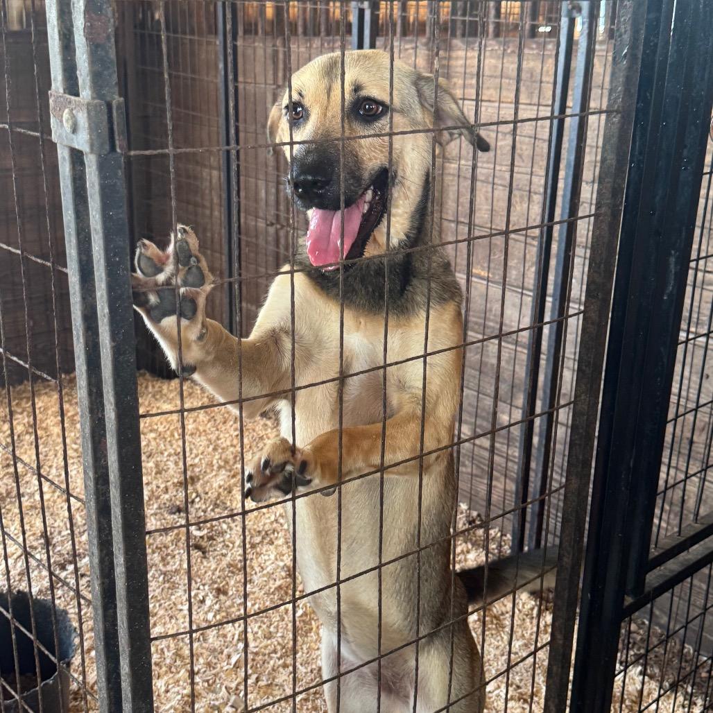 Priya, a Adoptable Shepherd in Sydney Mines , NS image 4/6
