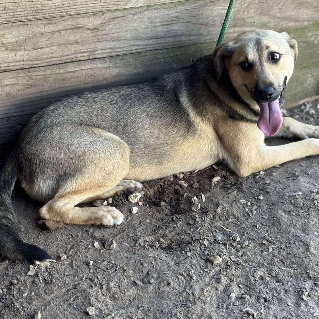 Priya, a Adoptable Shepherd in Sydney Mines , NS image 5/6