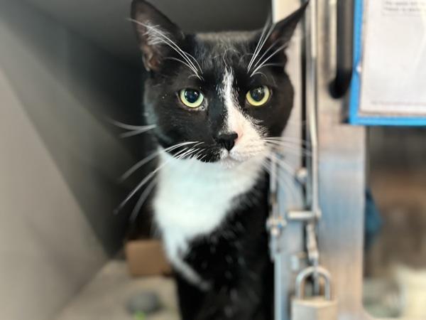Enlarge Leo, a Adoptable mixed breed in Ridgewood, NY image 1/1