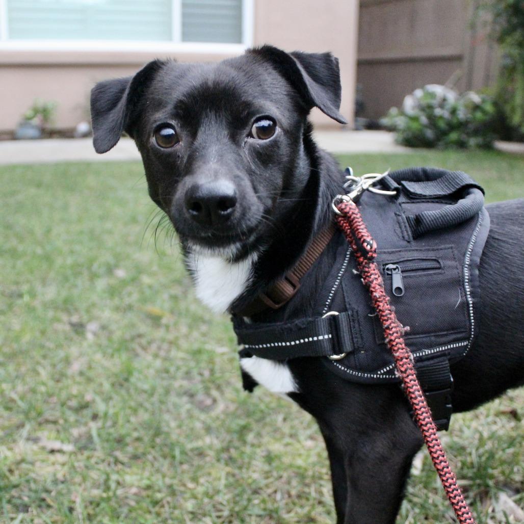 Enlarge Shaq, a Adoptable Chihuahua in Sonoma, CA image 1/4
