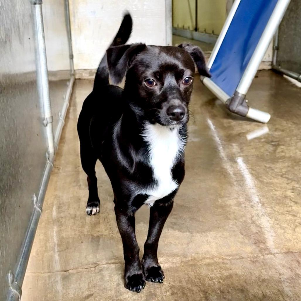 Enlarge Shaq, a Adoptable Chihuahua in Sonoma, CA image 2/4