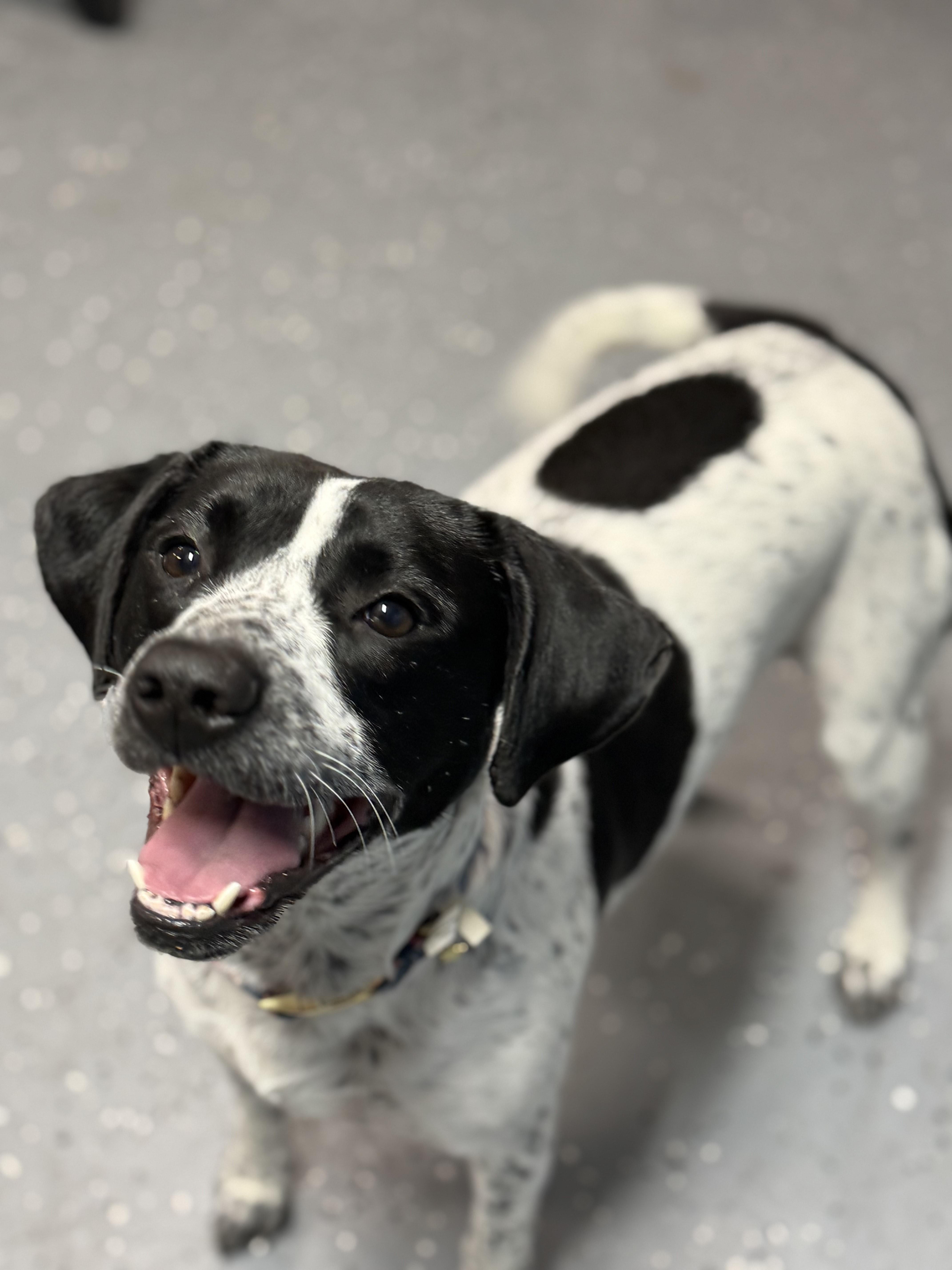 Enlarge Margo, a Adoptable mixed breed in Arnold, MO image 2/3