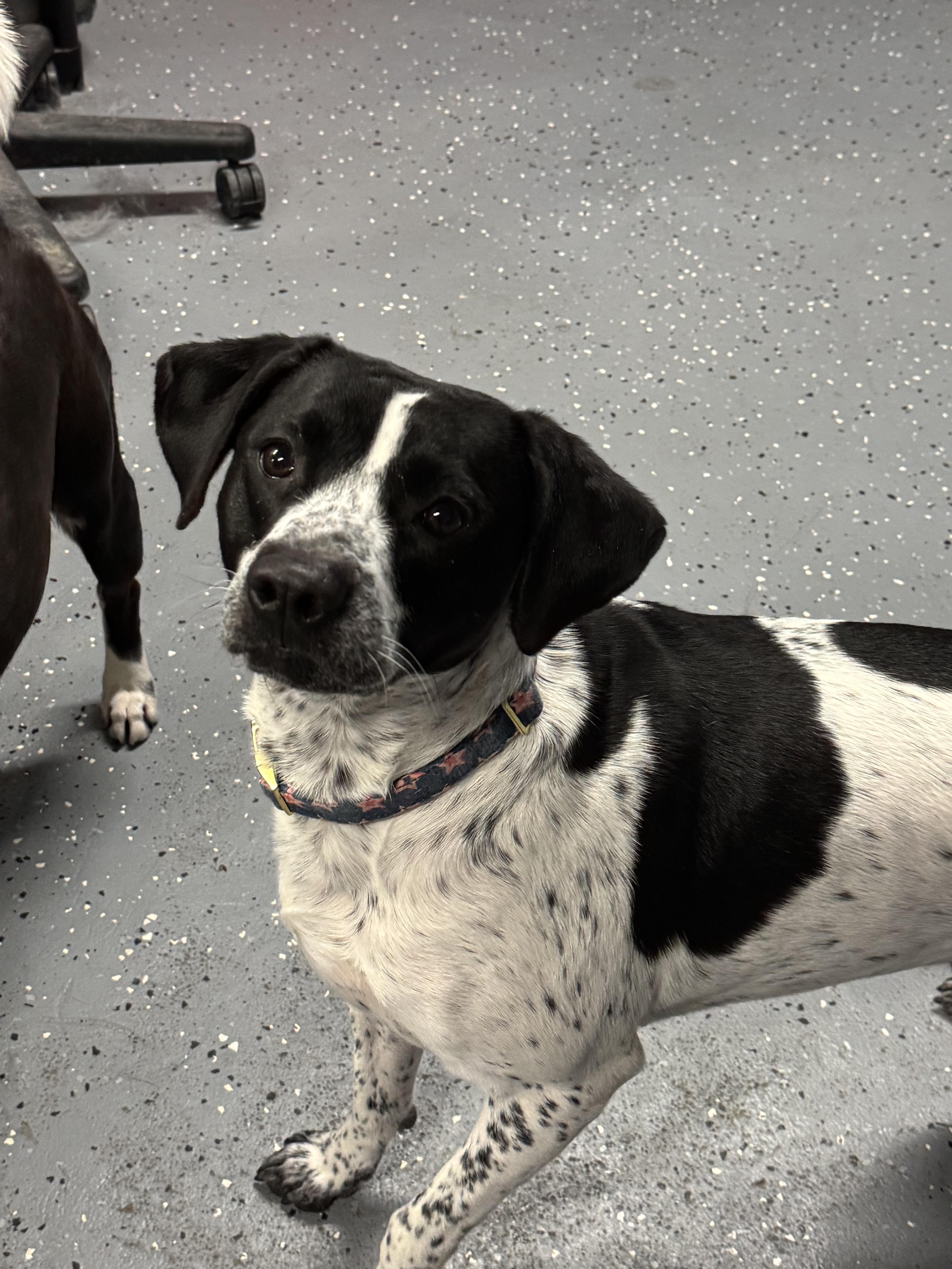 Enlarge Margo, a Adoptable mixed breed in Arnold, MO image 3/3