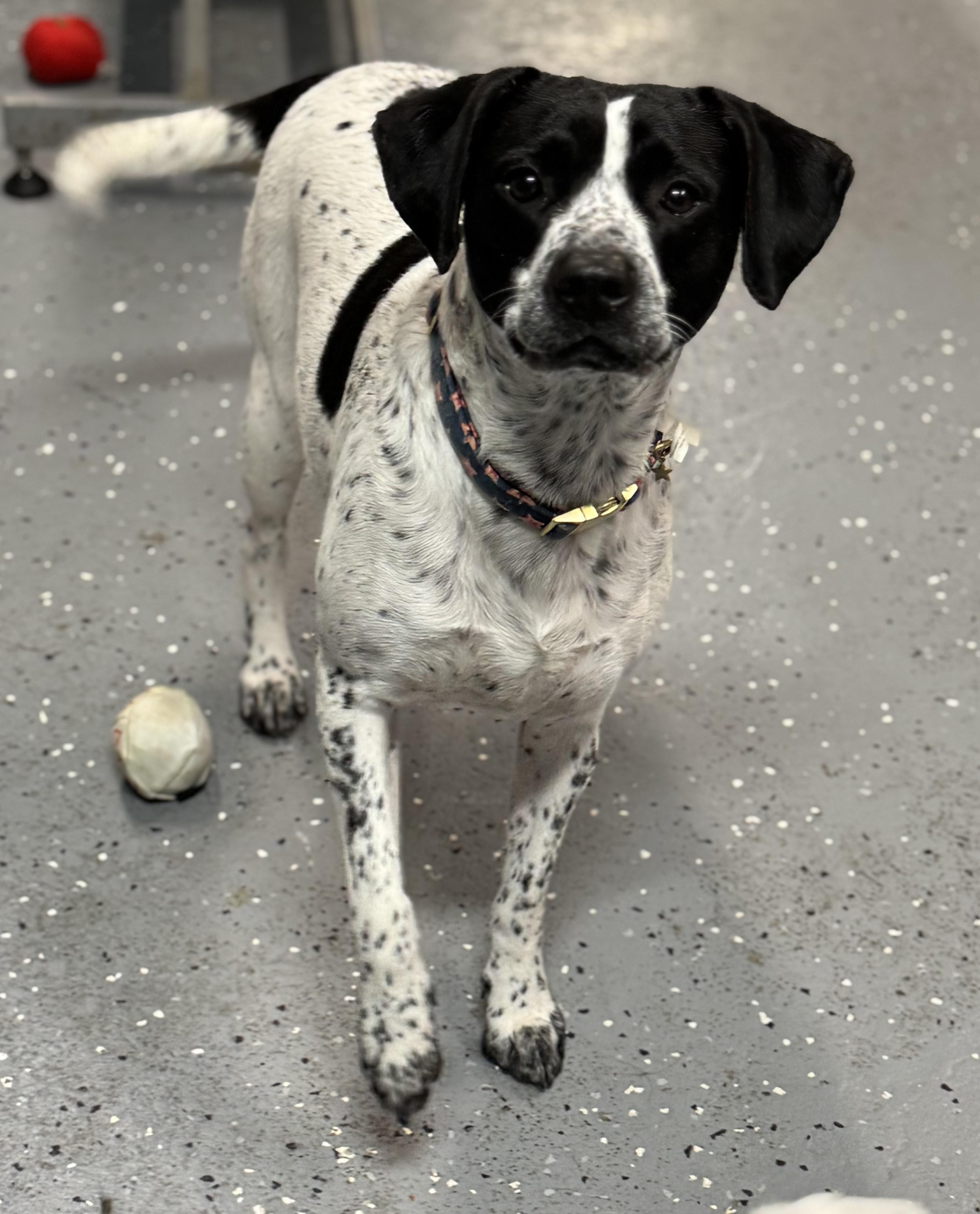 Margo, Adoptable, Adult Female Pointer.
