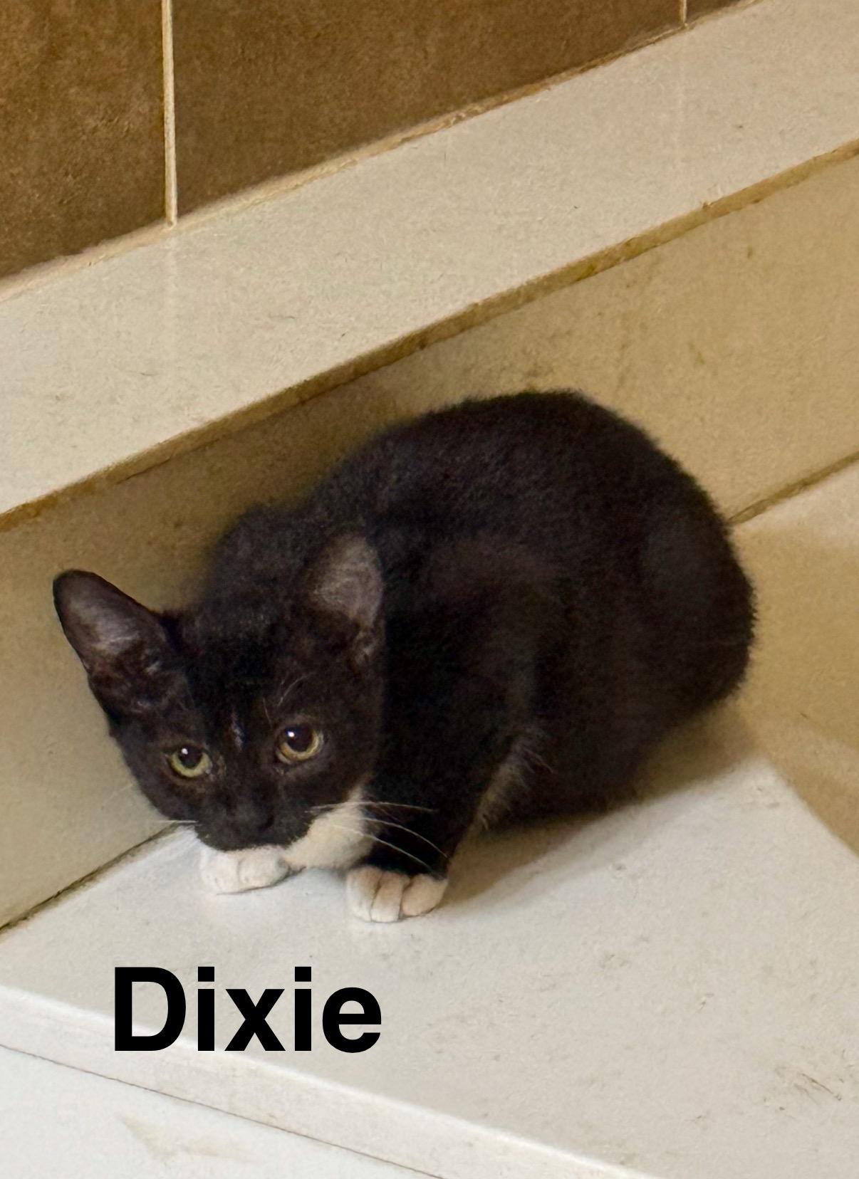 Dixie