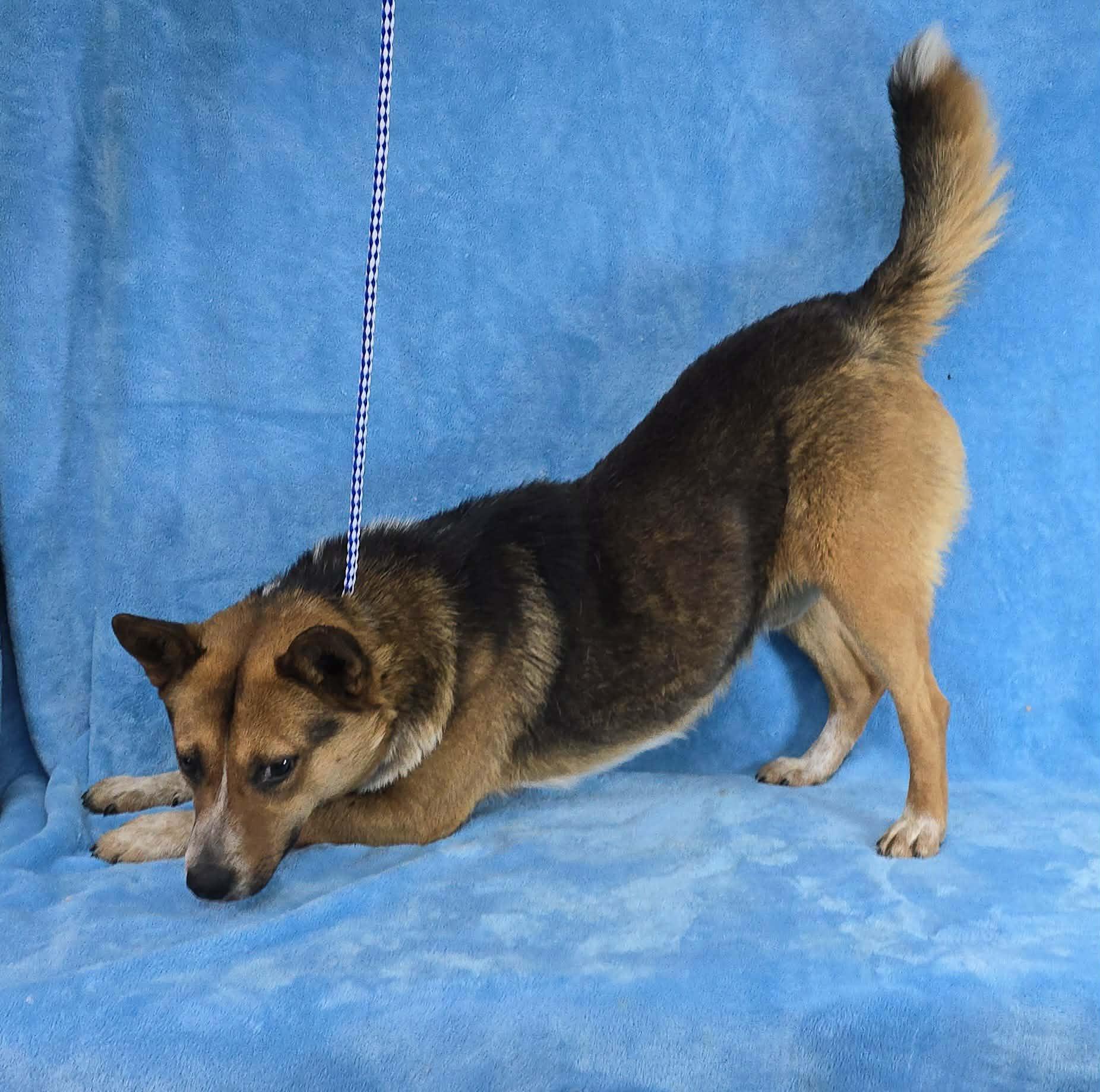 Dr Devious, a ADOPTABLE mixed breed in Newport, TN image 5/6