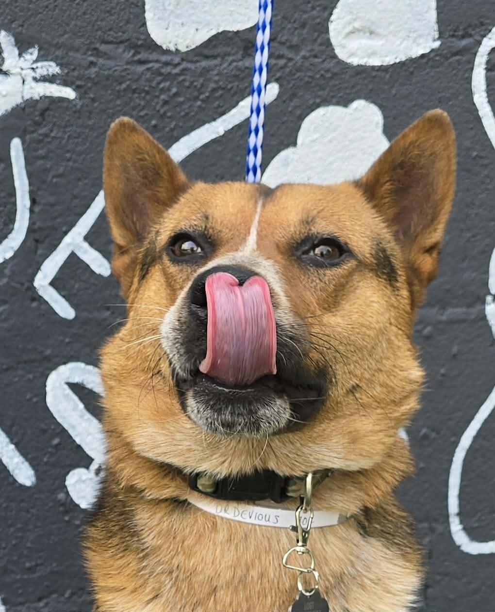 Dr Devious, a ADOPTABLE mixed breed in Newport, TN image 6/6