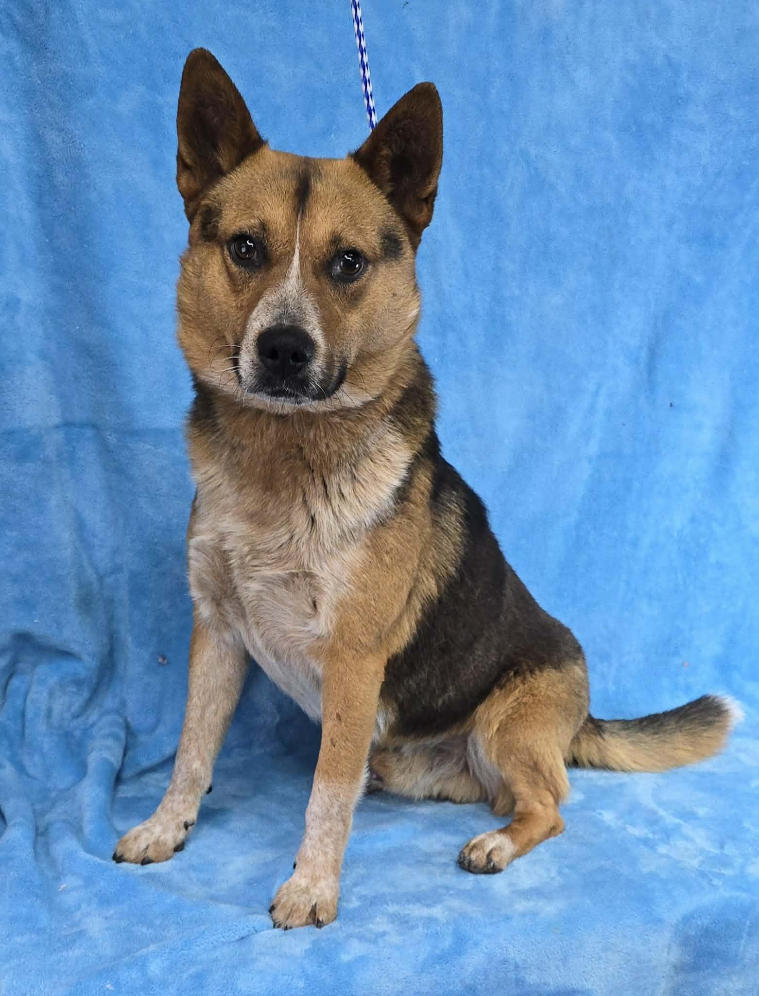 Dr Devious, a ADOPTABLE mixed breed in Newport, TN image 2/6