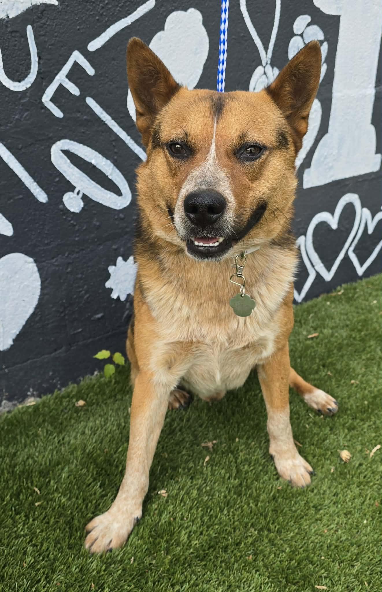 Dr Devious, a ADOPTABLE mixed breed in Newport, TN image 4/6