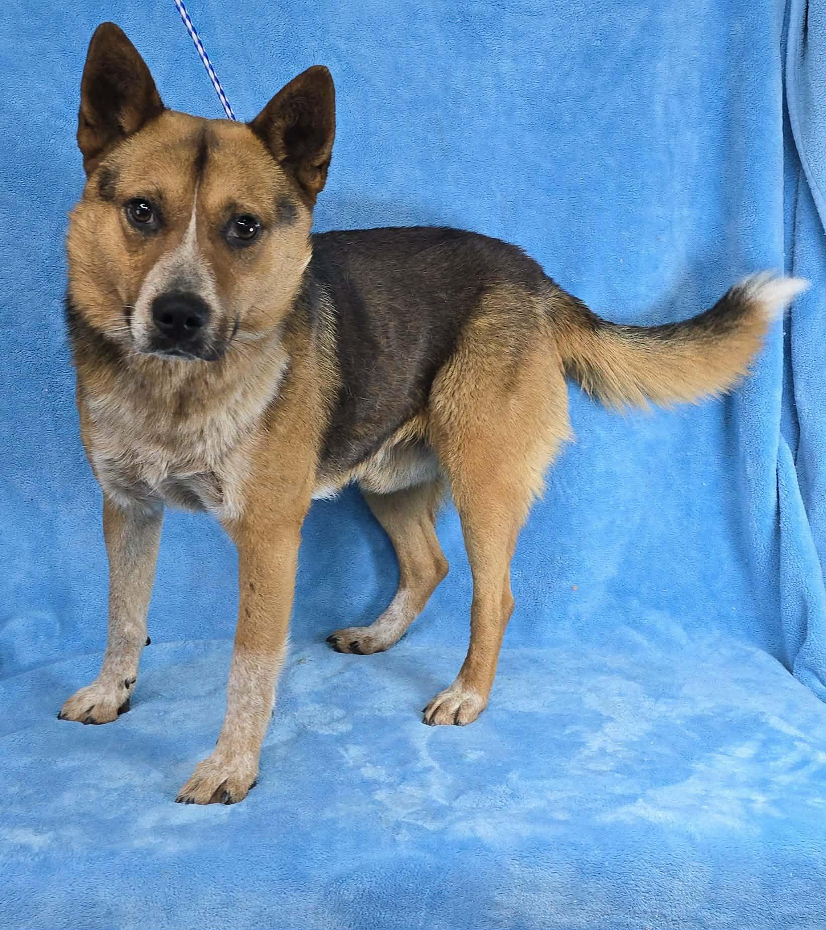 Dr Devious, a ADOPTABLE mixed breed in Newport, TN image 3/6