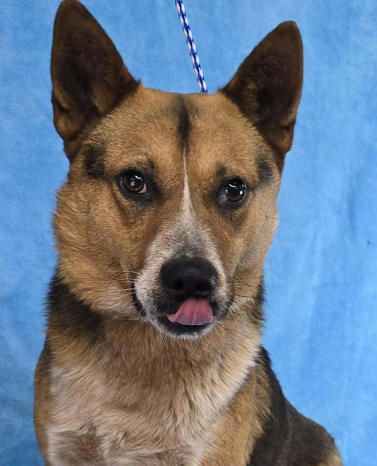 Dr Devious, ADOPTABLE, Young Male Australian Cattle Dog / Blue Heeler.