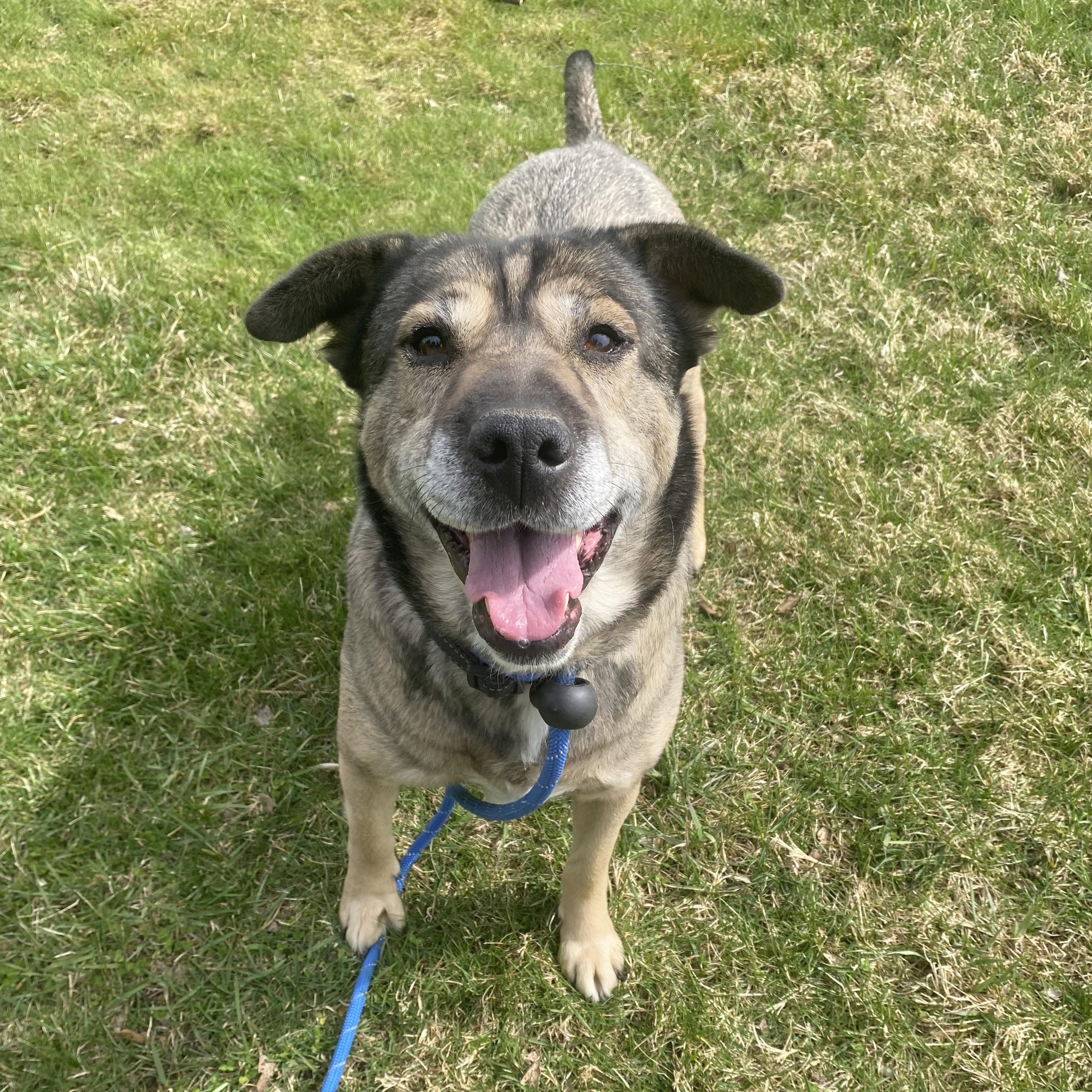 Enlarge Mocha, a Adoptable Mixed Breed in Allegan, MI image 2/6