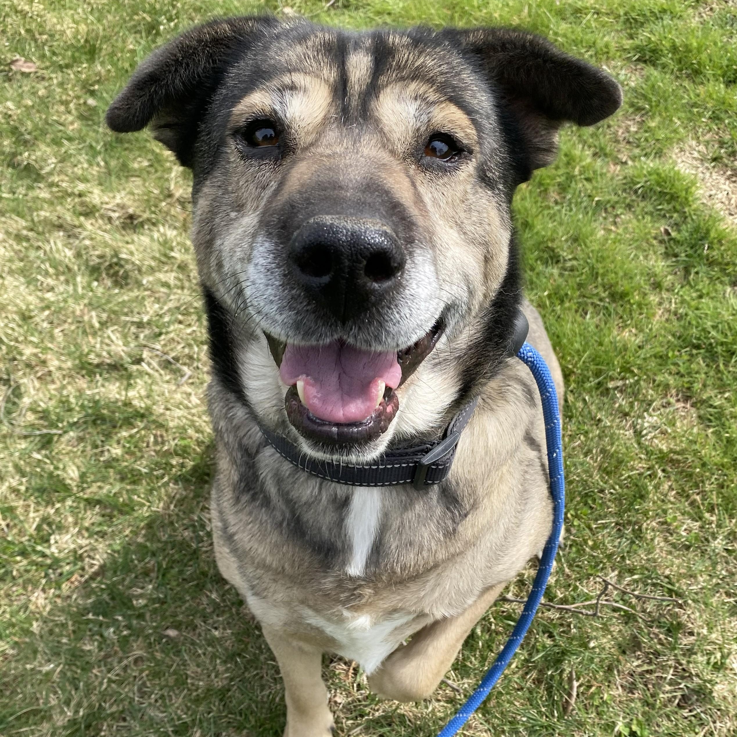 Enlarge Mocha, a Adoptable Mixed Breed in Allegan, MI image 1/6