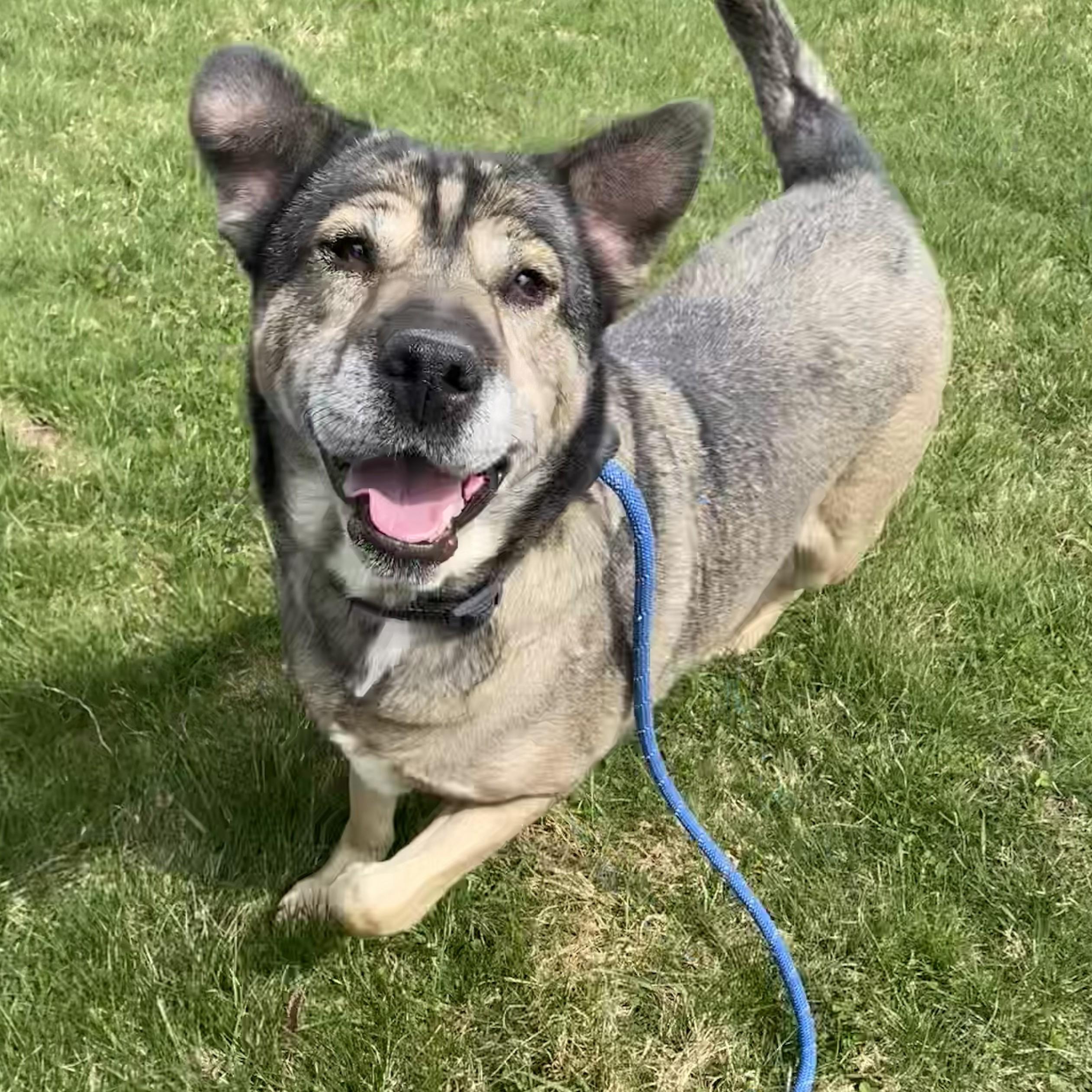 Enlarge Mocha, a Adoptable Mixed Breed in Allegan, MI image 3/6