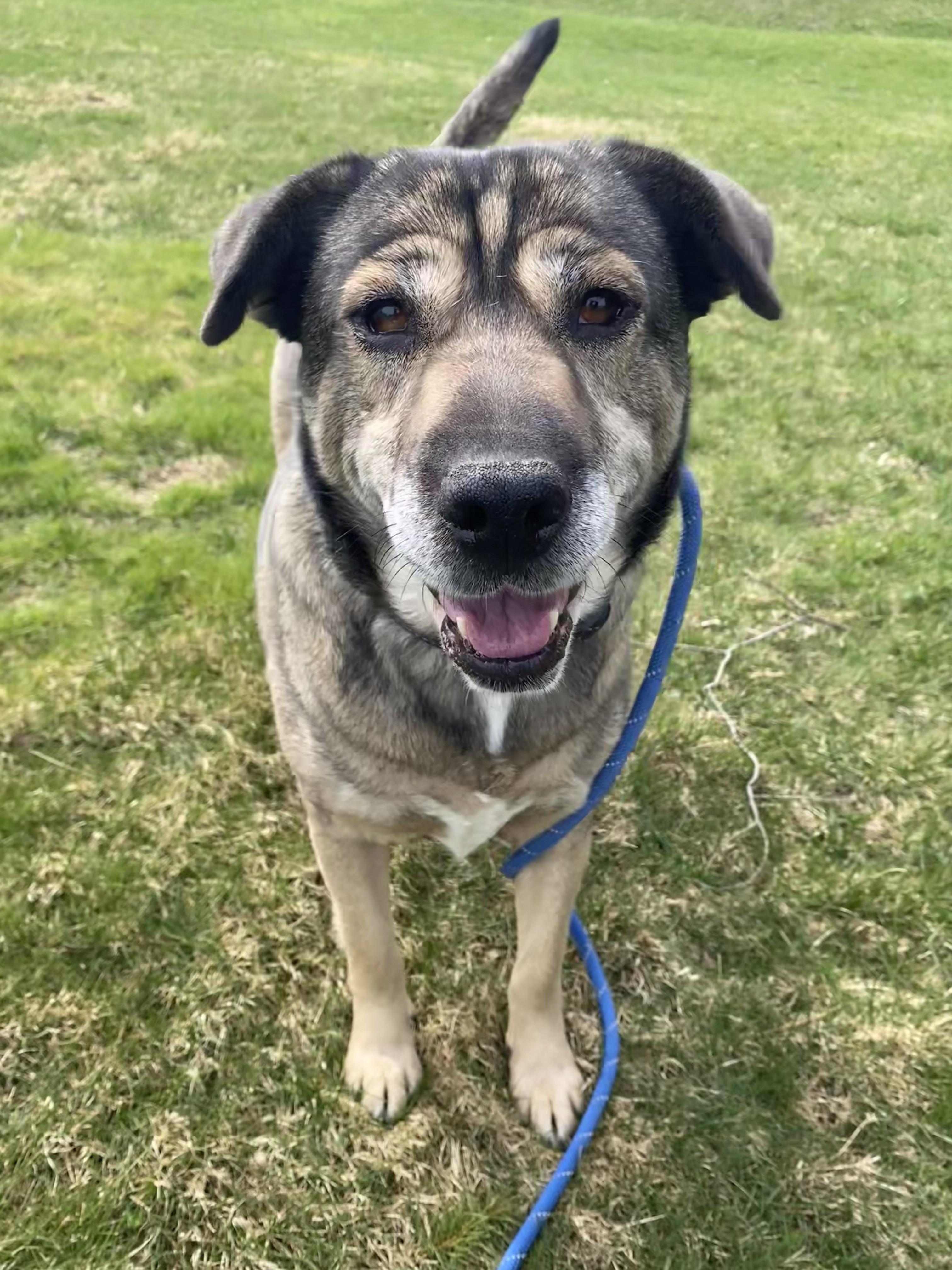 Enlarge Mocha, a Adoptable Mixed Breed in Allegan, MI image 5/6