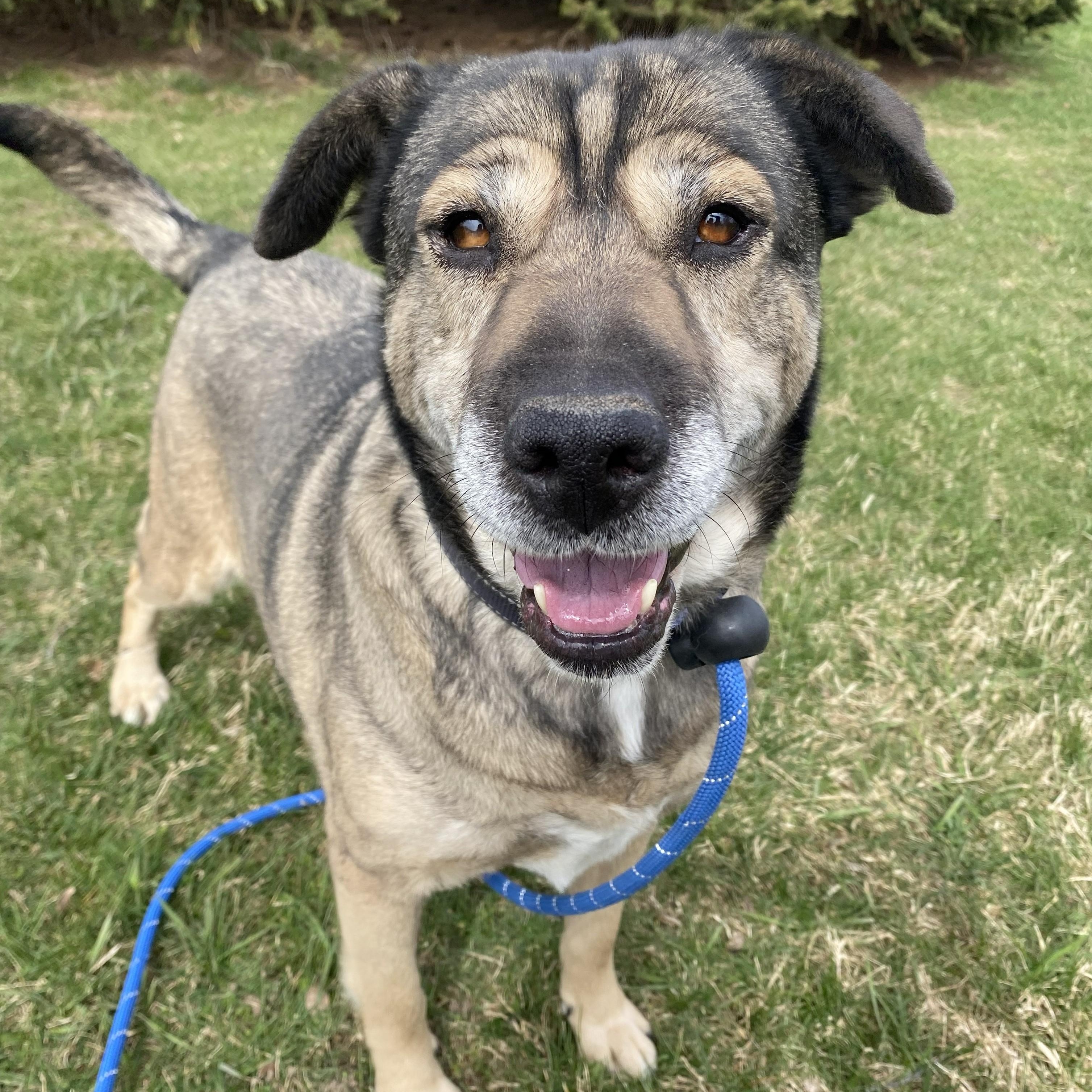 Enlarge Mocha, a Adoptable Mixed Breed in Allegan, MI image 6/6