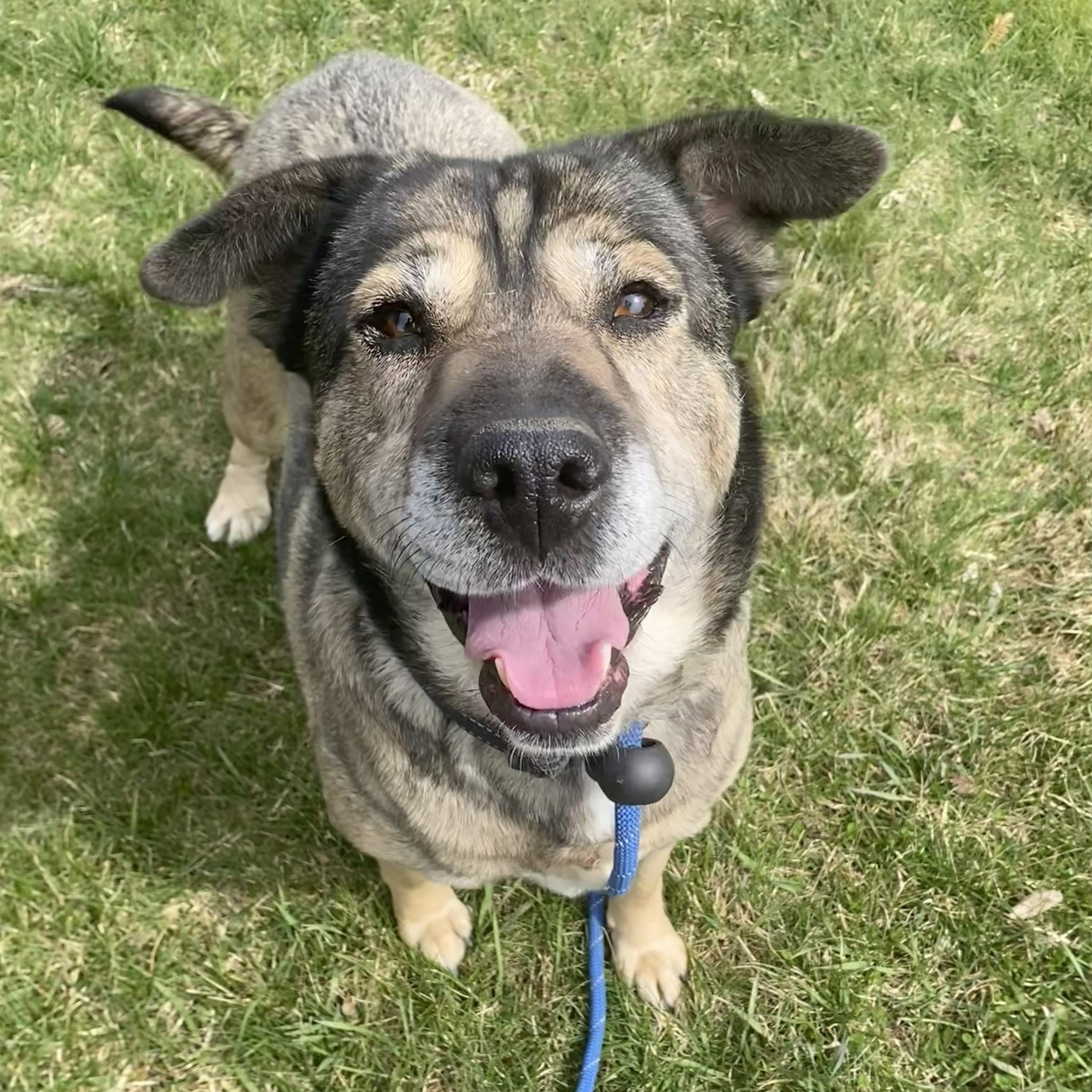 Enlarge Mocha, a Adoptable Mixed Breed in Allegan, MI image 4/6
