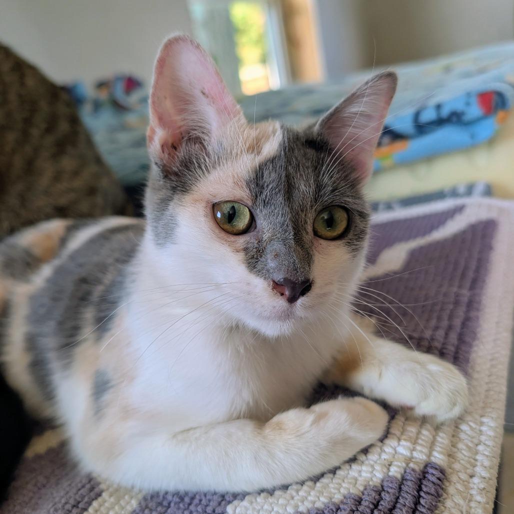 Enlarge Summer, a Adoptable Domestic Short Hair in West Plains, MO image 1/3