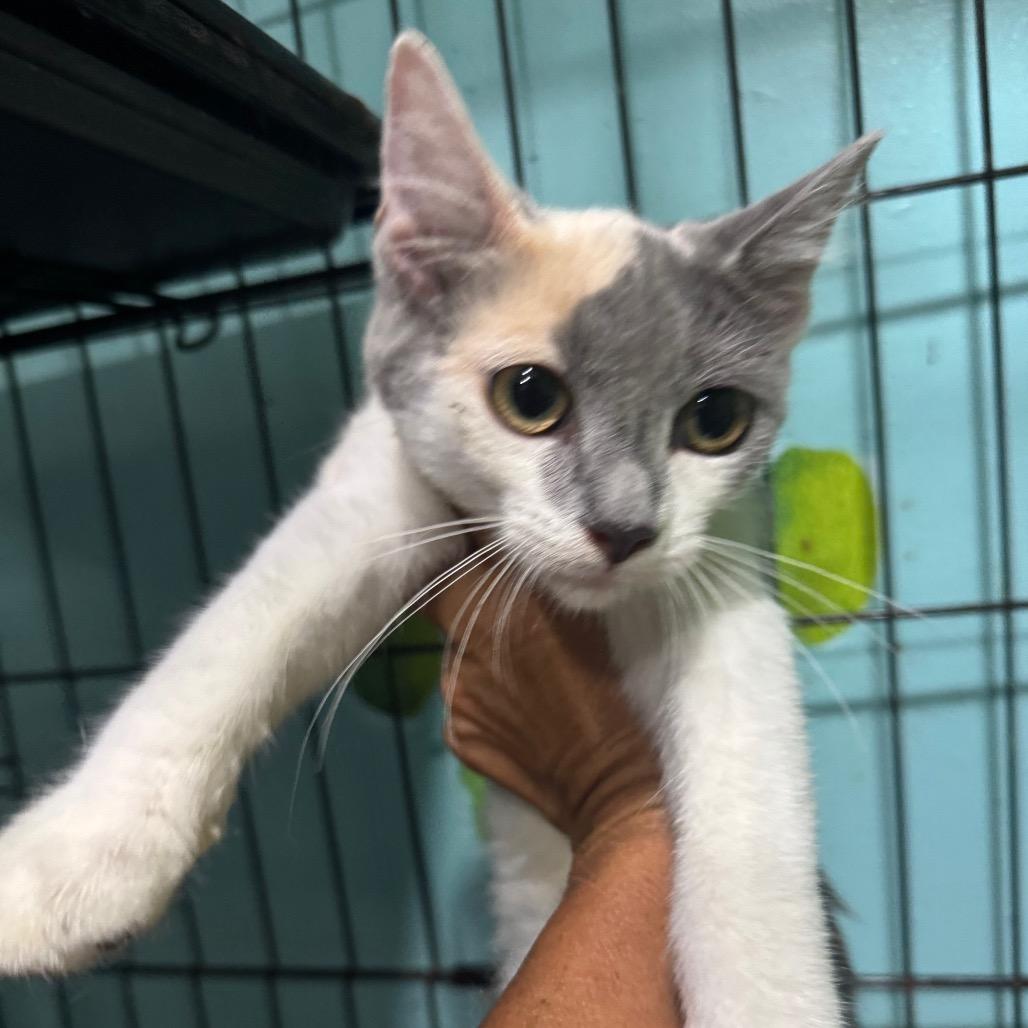 Enlarge Summer, a Adoptable Domestic Short Hair in West Plains, MO image 2/3