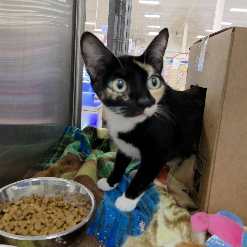 Enlarge Scarlet, a Adoptable Domestic Short Hair in Allyn, WA image 1/4