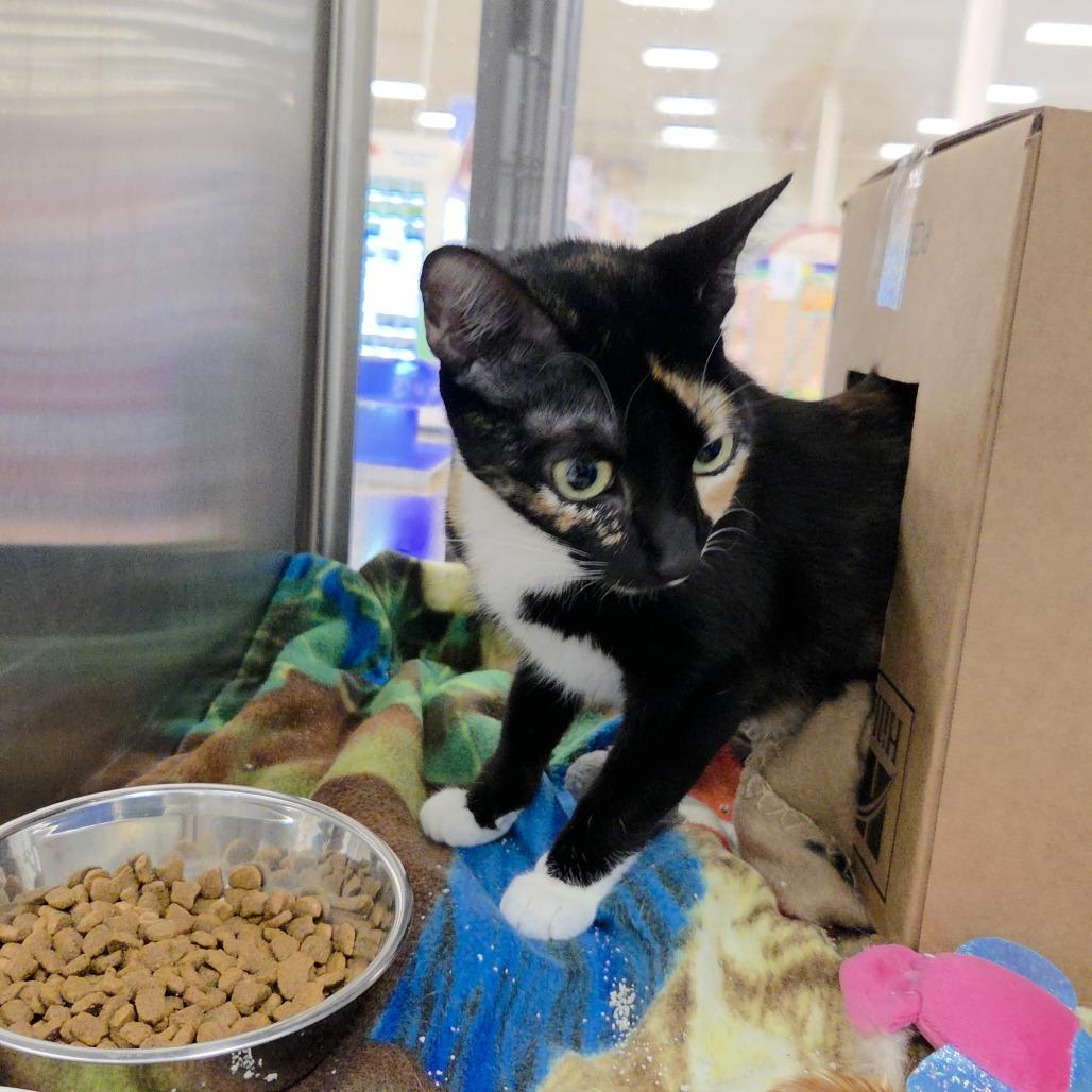 Enlarge Scarlet, a Adoptable Domestic Short Hair in Allyn, WA image 2/4