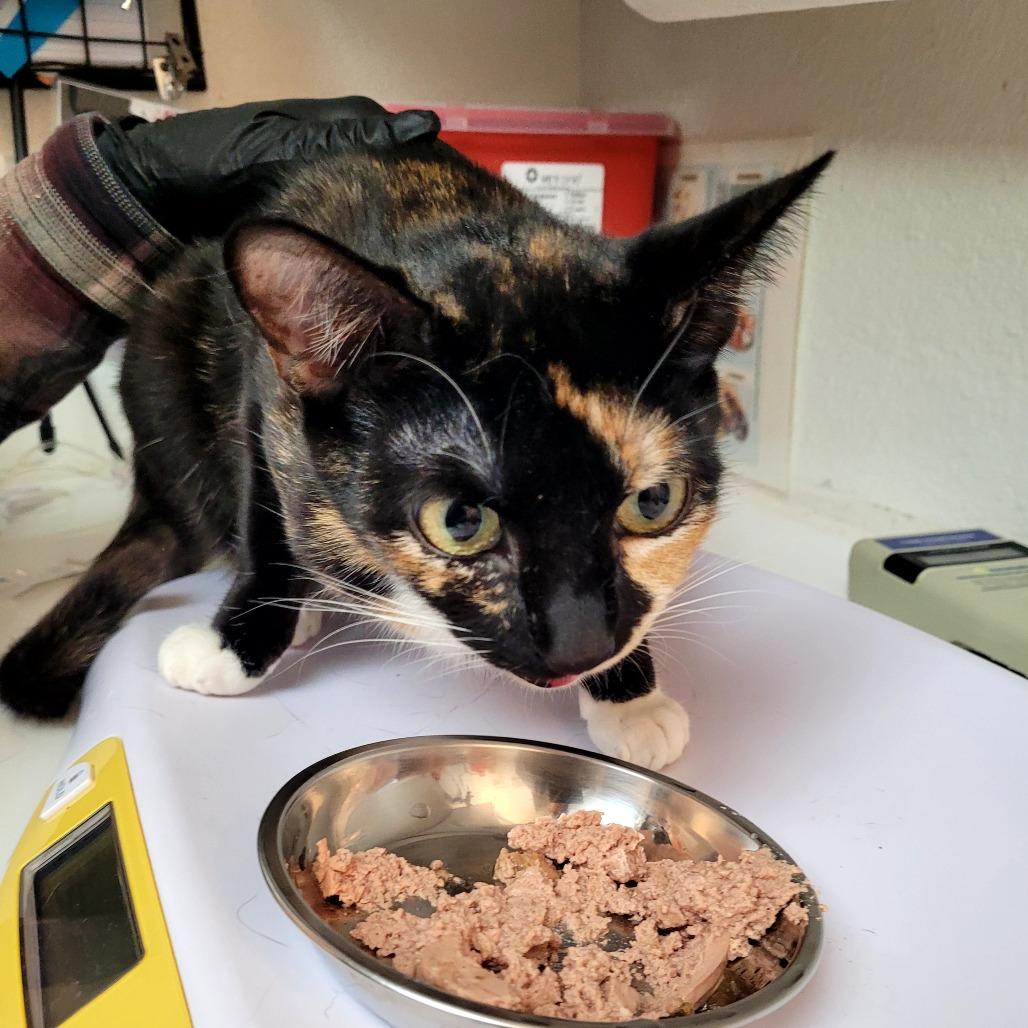 Enlarge Scarlet, a Adoptable Domestic Short Hair in Allyn, WA image 3/4