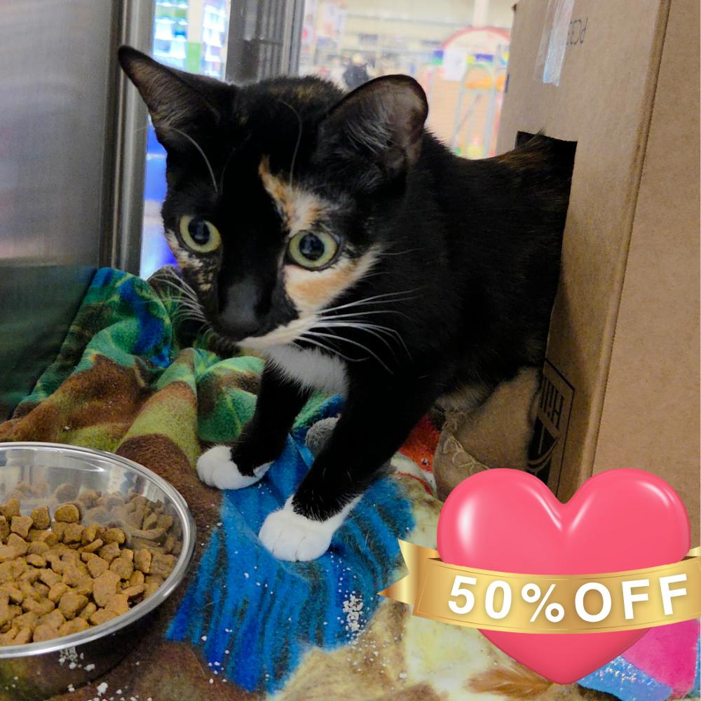 Enlarge Scarlet, a Adoptable Domestic Short Hair in Allyn, WA image 4/4