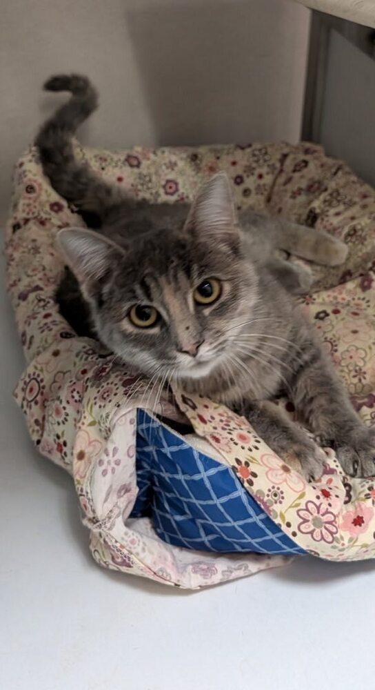 Gracie, Adoptable, Kitten Female Domestic Short Hair.
