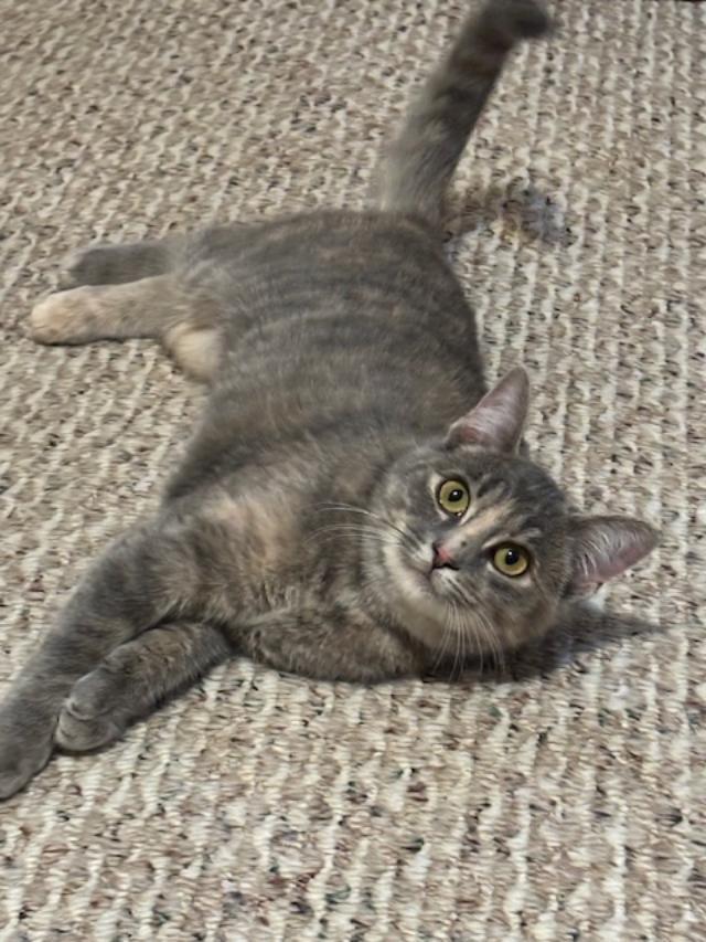 Enlarge Gracie, a Adoptable mixed breed in Breinigsville, PA image 2/5