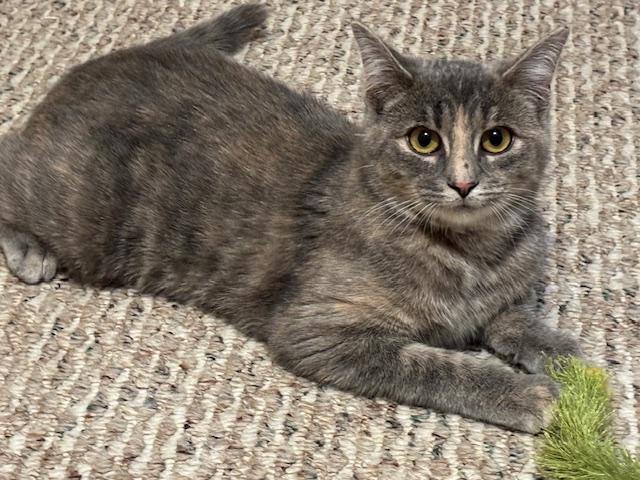 Enlarge Gracie, a Adoptable mixed breed in Breinigsville, PA image 3/5