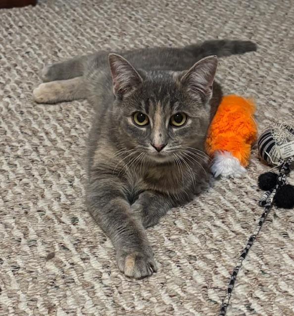 Enlarge Gracie, a Adoptable mixed breed in Breinigsville, PA image 4/5