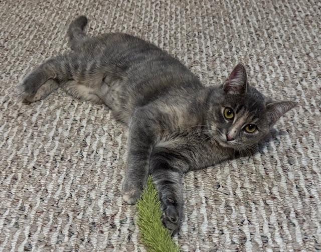 Enlarge Gracie, a Adoptable mixed breed in Breinigsville, PA image 5/5