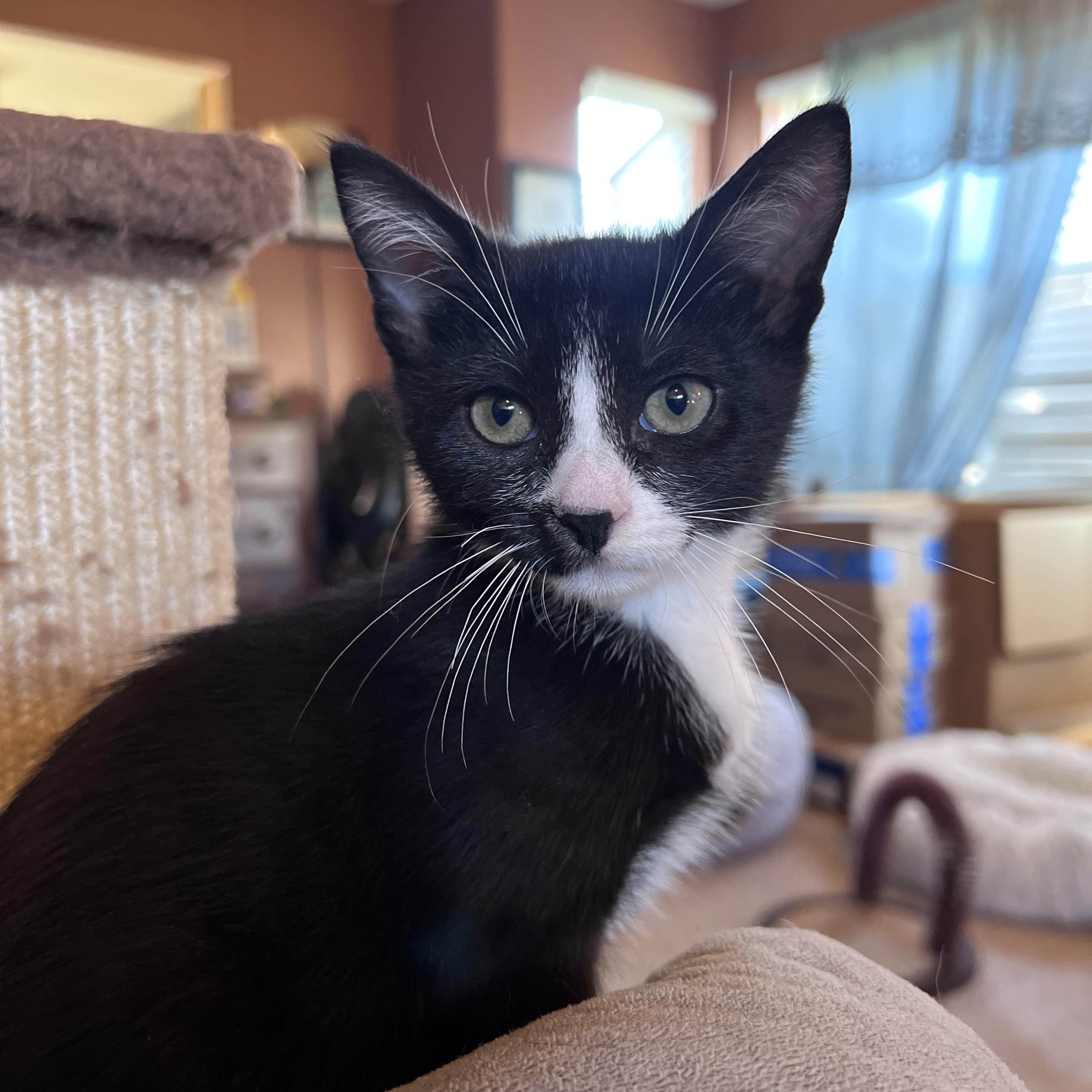 Enlarge Thorn, a Adoptable Tuxedo in Elkton, MD image 1/4