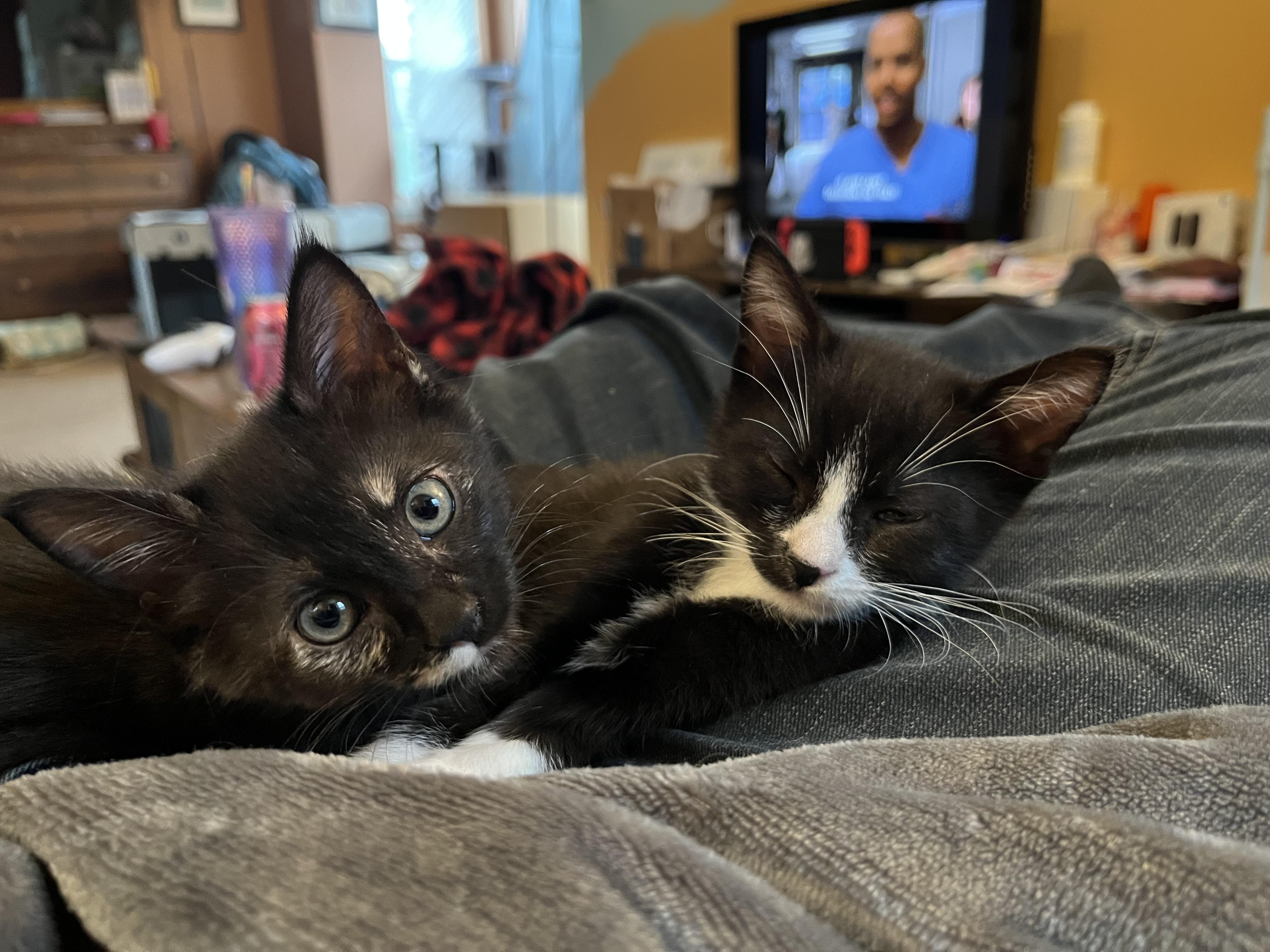 Enlarge Thorn, a Adoptable Tuxedo in Elkton, MD image 3/4