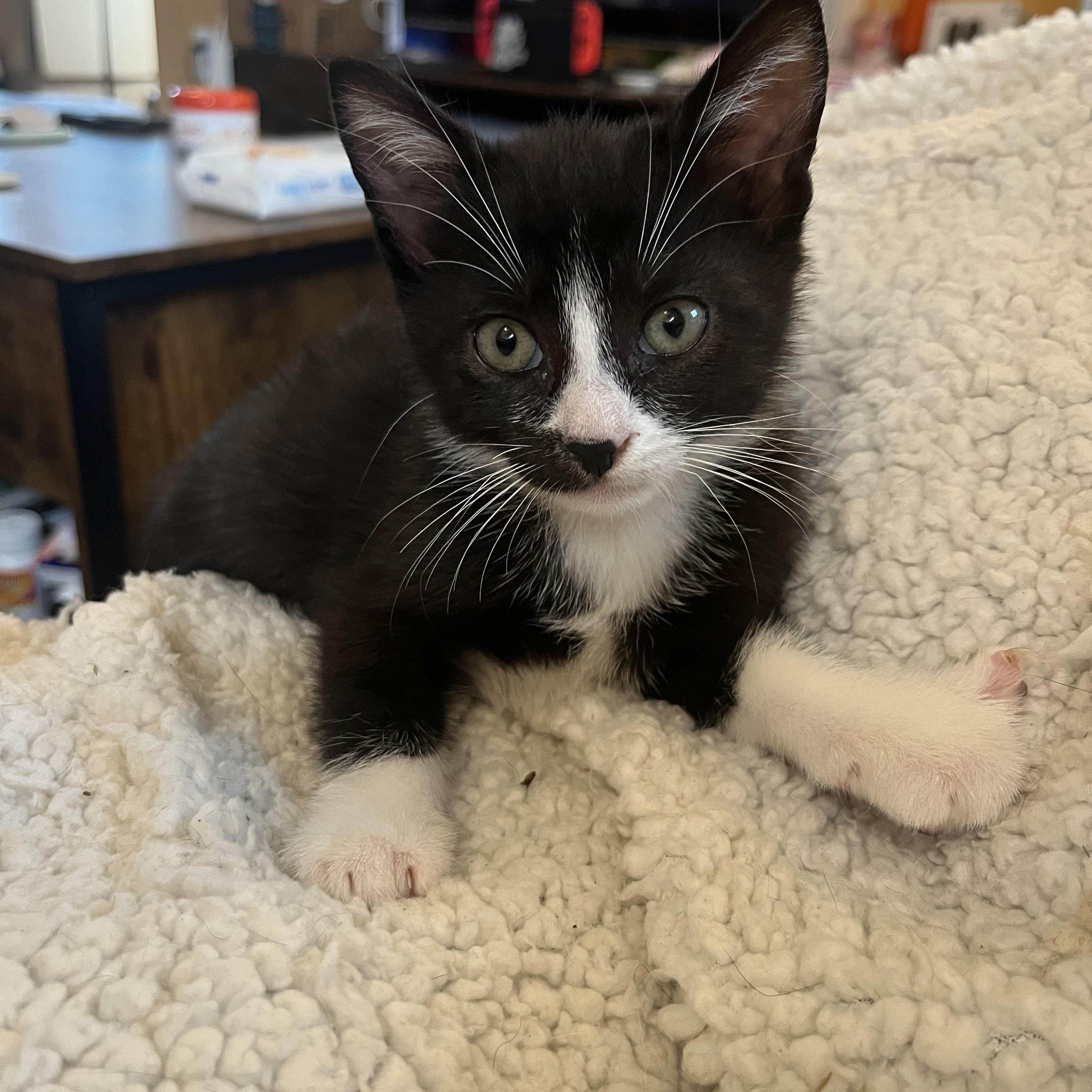 Enlarge Thorn, a Adoptable Tuxedo in Elkton, MD image 4/4