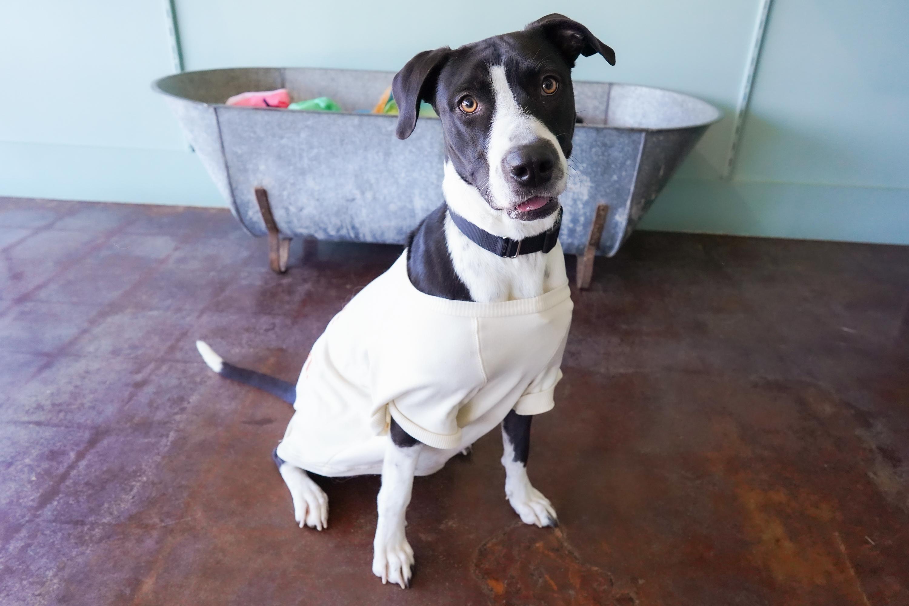 Enlarge Missy, a Adoptable Labrador Retriever in San Antonio, TX image 2/2