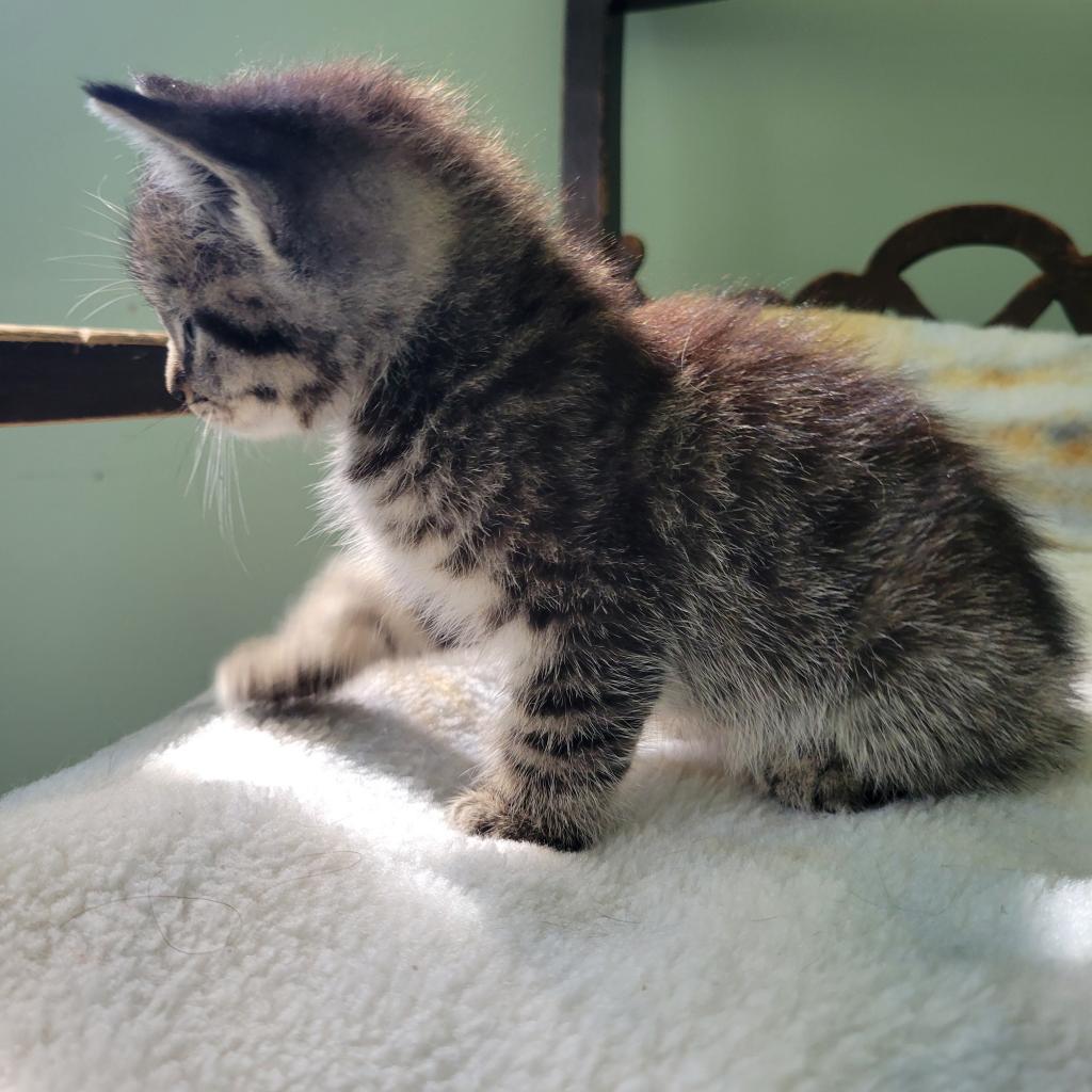 Enlarge Keyboard, a Adoptable Domestic Short Hair in Priest River, ID image 1/3