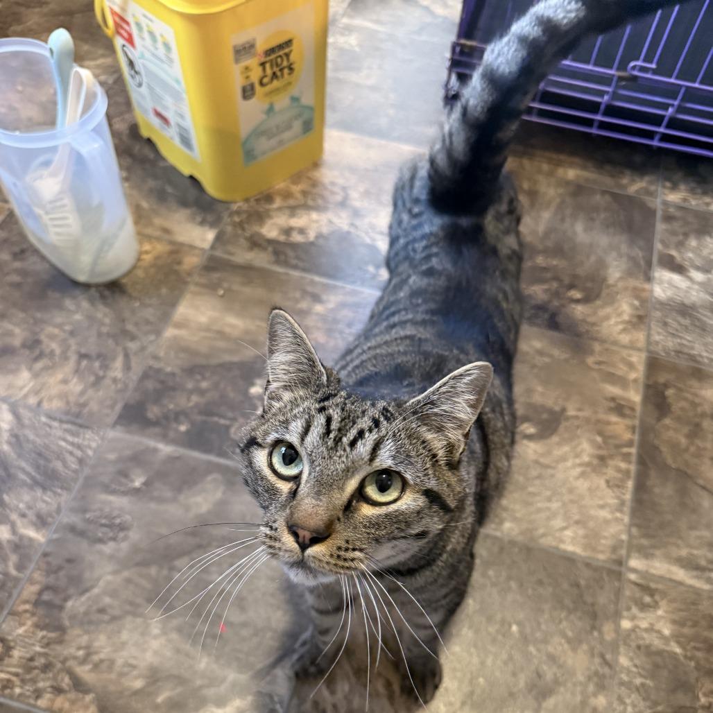 Enlarge Keyboard, a Adoptable Domestic Short Hair in Priest River, ID image 2/3