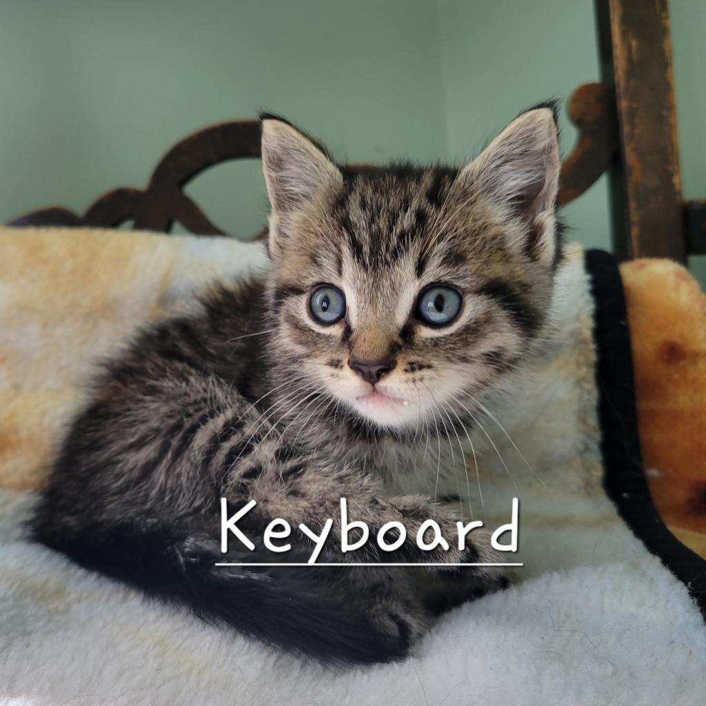 Enlarge Keyboard, a Adoptable Domestic Short Hair in Priest River, ID image 3/3
