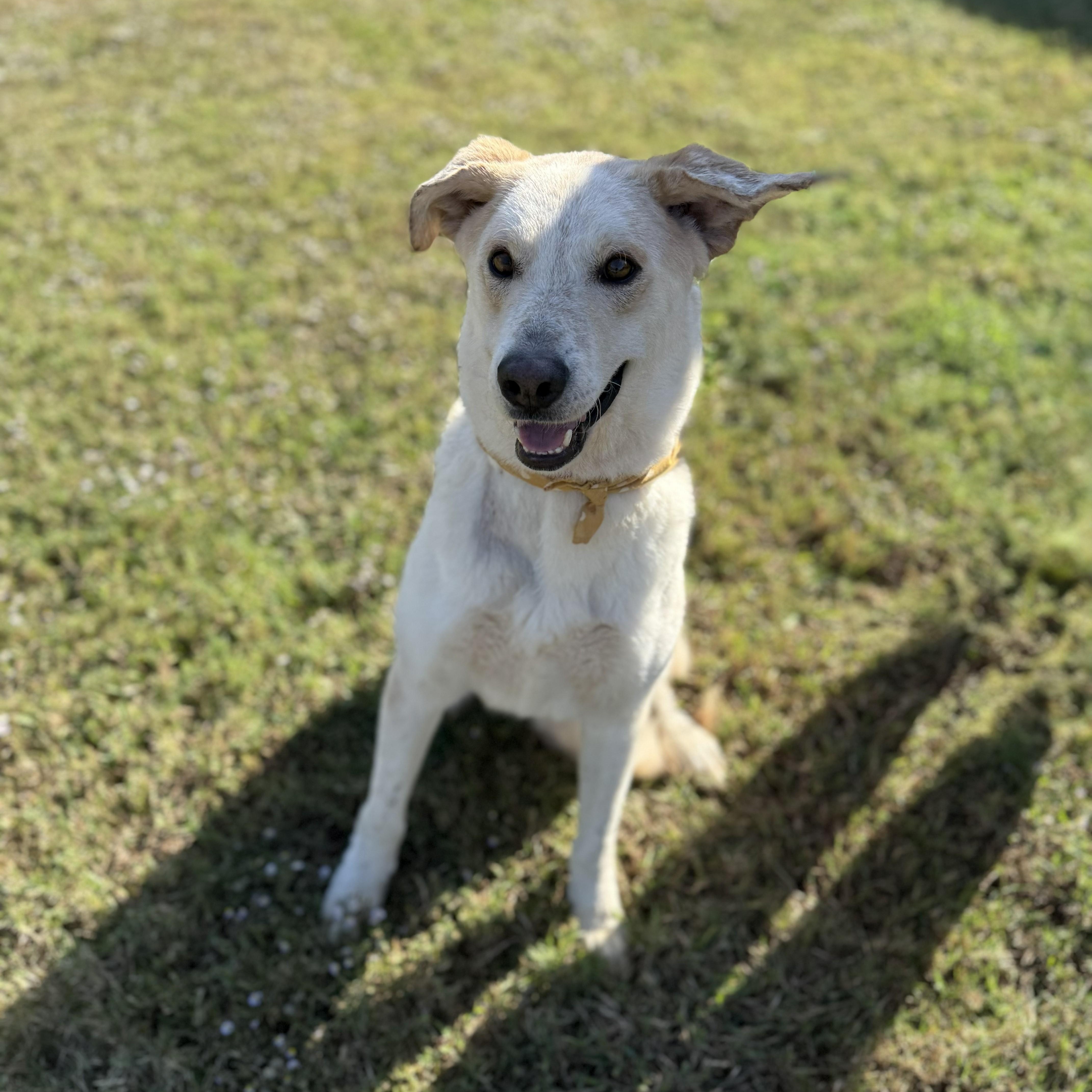 Nevada, a Adoptable Yellow Labrador Retriever in Rockford, IL image 6/6