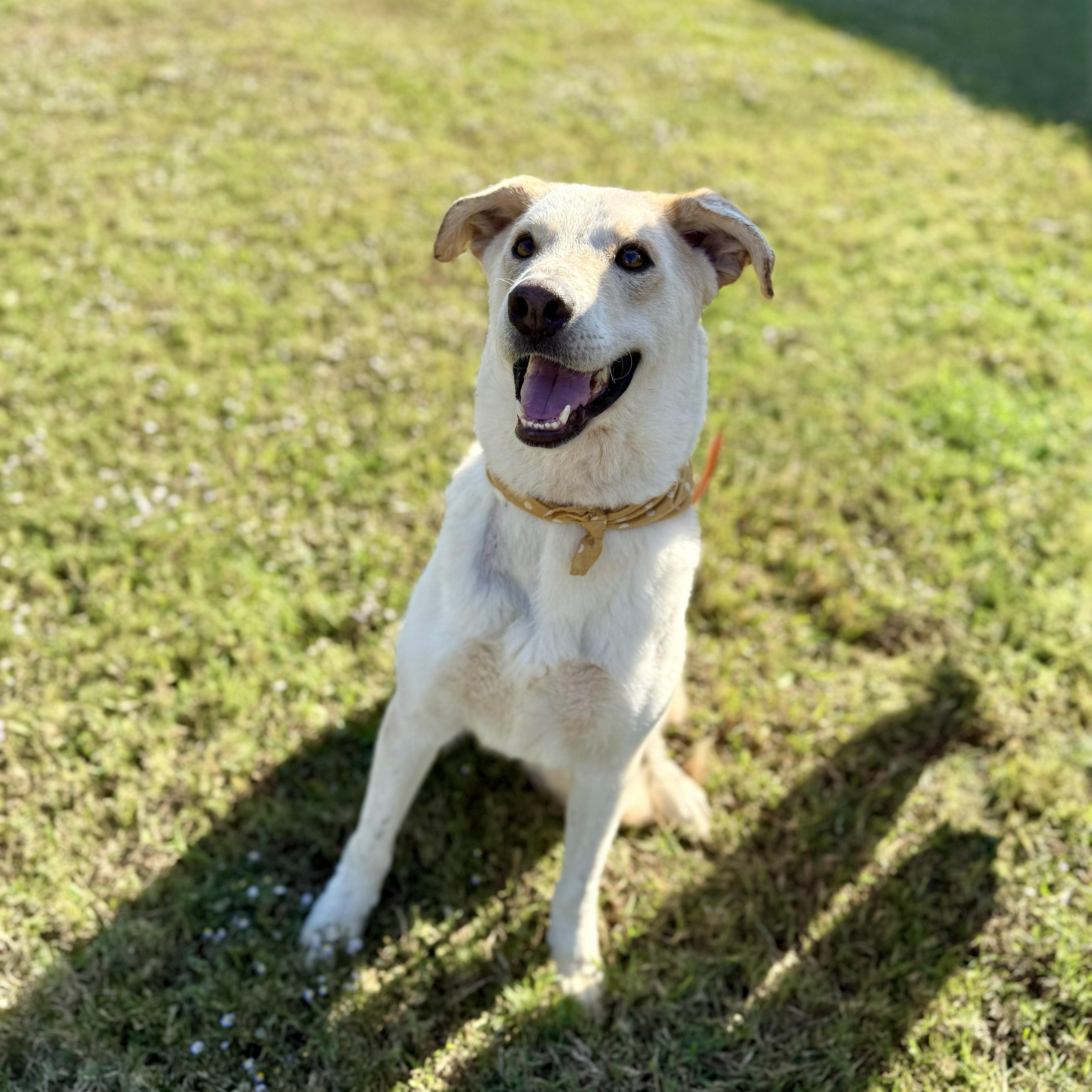 Nevada, a Adoptable Yellow Labrador Retriever in Rockford, IL image 4/6