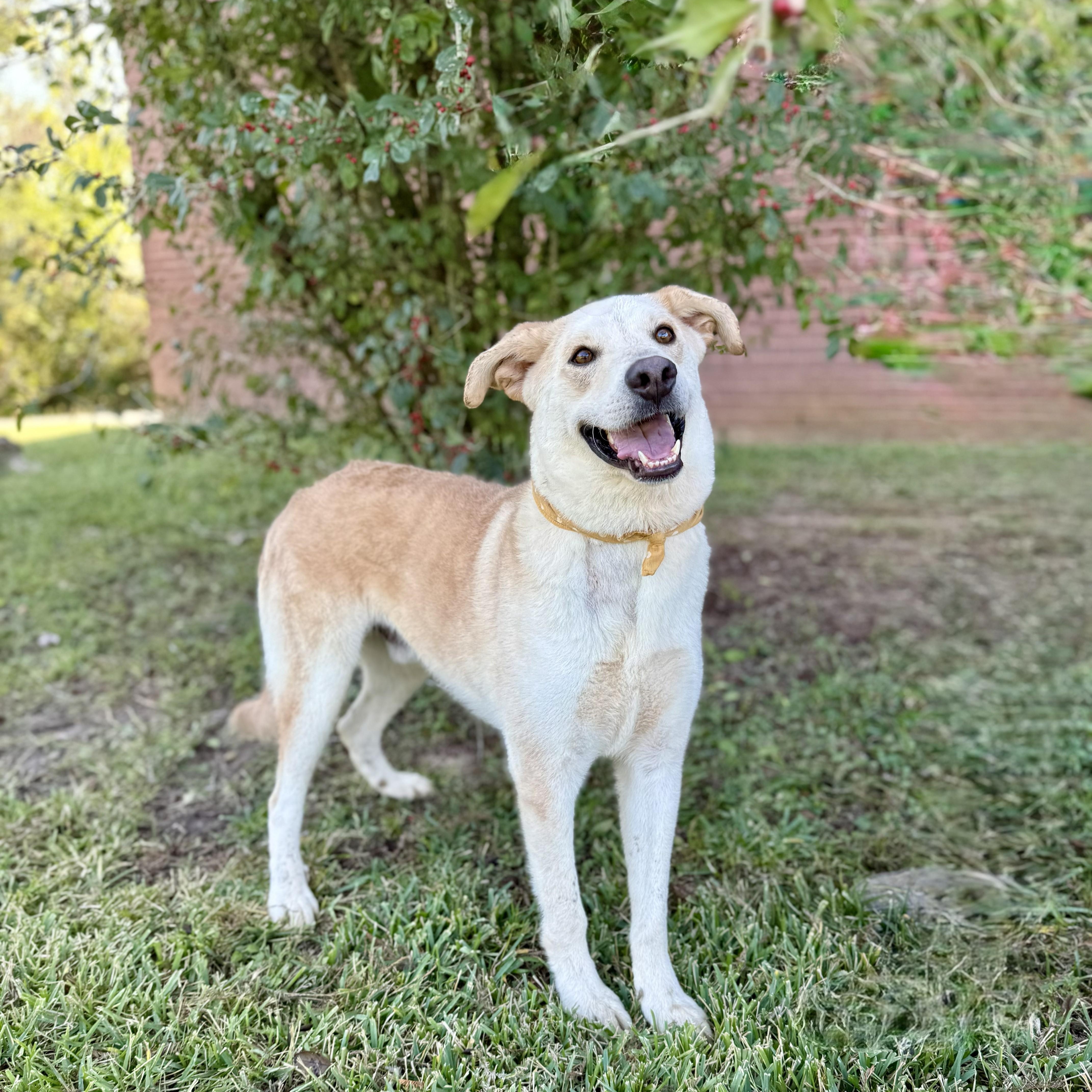 Nevada, a Adoptable Yellow Labrador Retriever in Rockford, IL image 3/6
