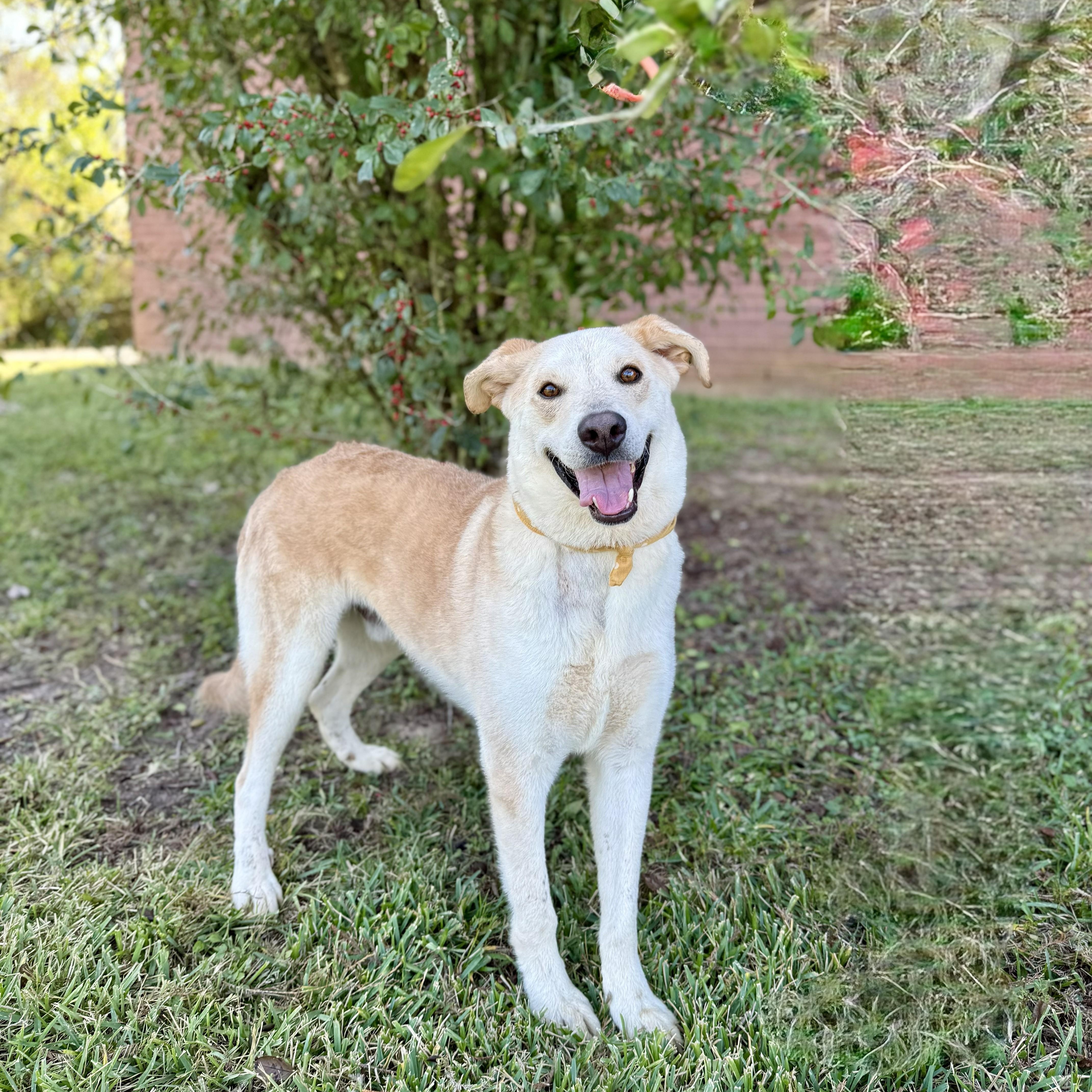 Nevada, a Adoptable Yellow Labrador Retriever in Rockford, IL image 1/6