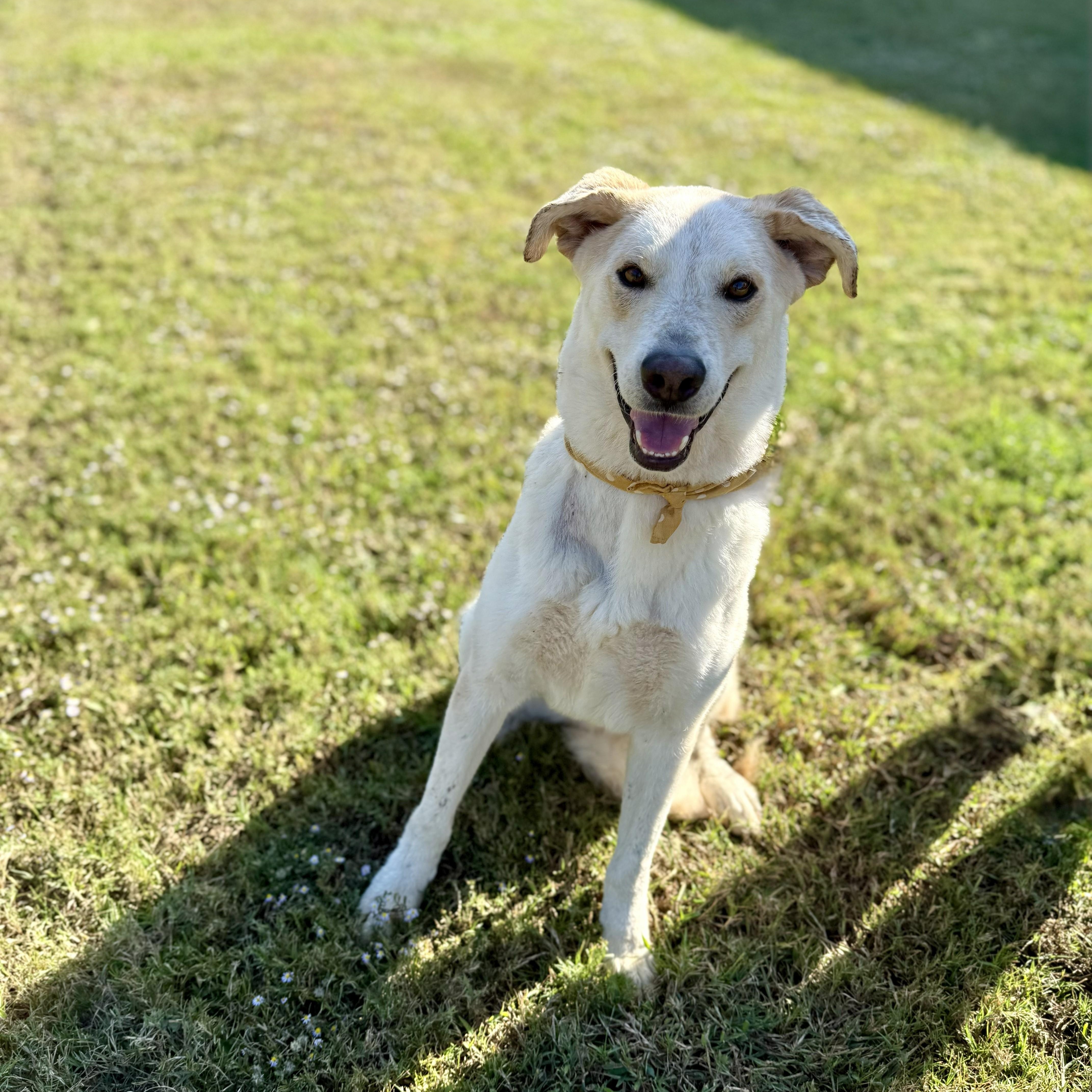 Nevada, a Adoptable Yellow Labrador Retriever in Rockford, IL image 2/6