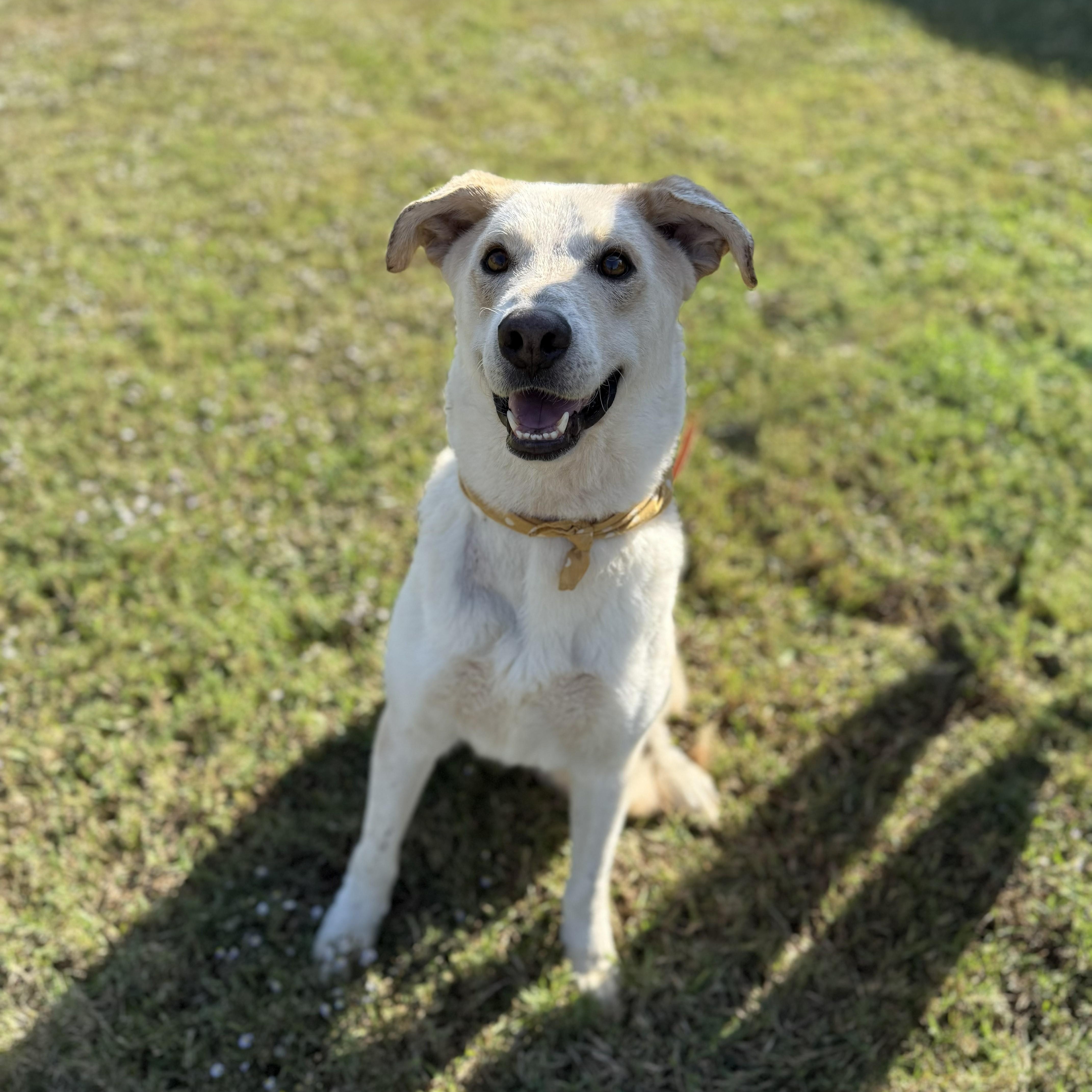 Nevada, a Adoptable Yellow Labrador Retriever in Rockford, IL image 5/6
