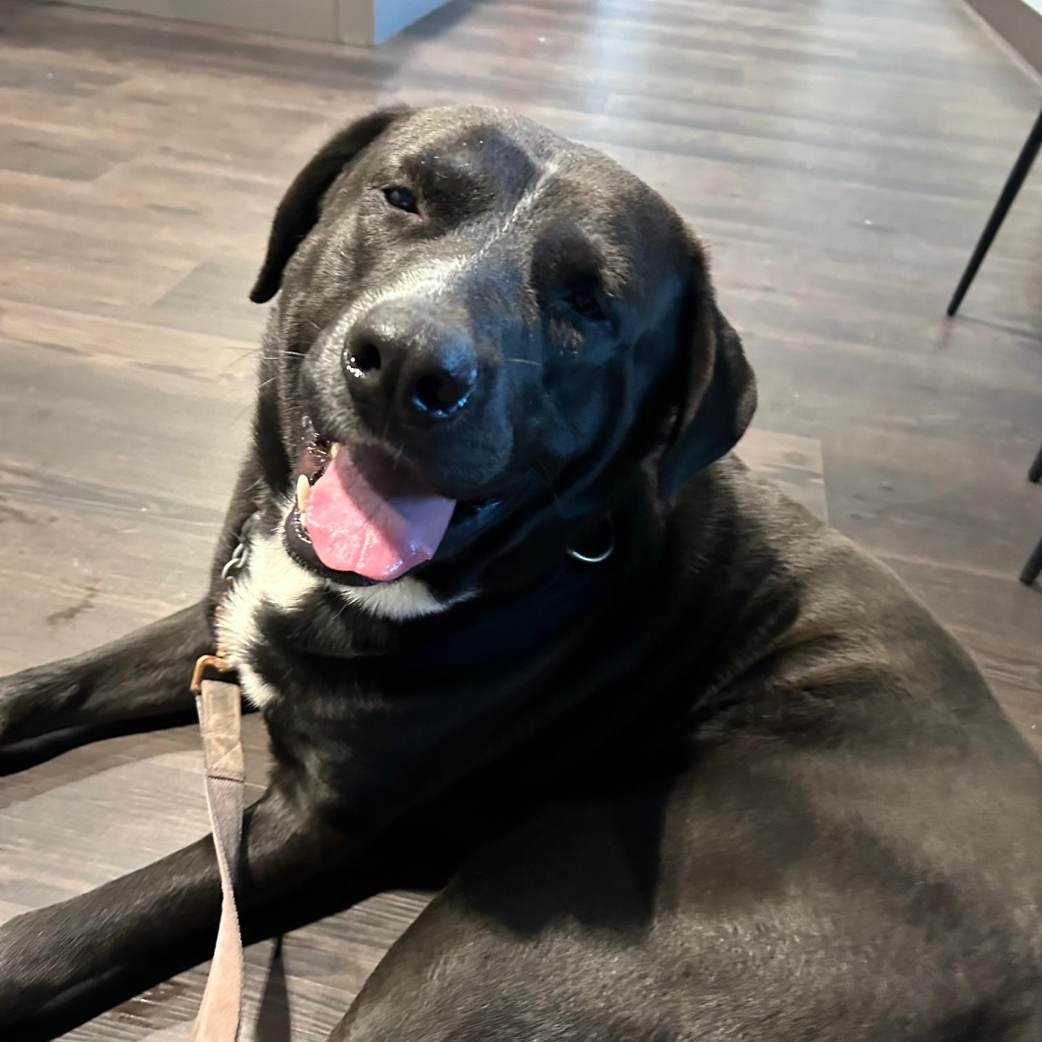 Enlarge Kingston, an adopted Black Labrador Retriever in Huntington Beach, CA image 4/5
